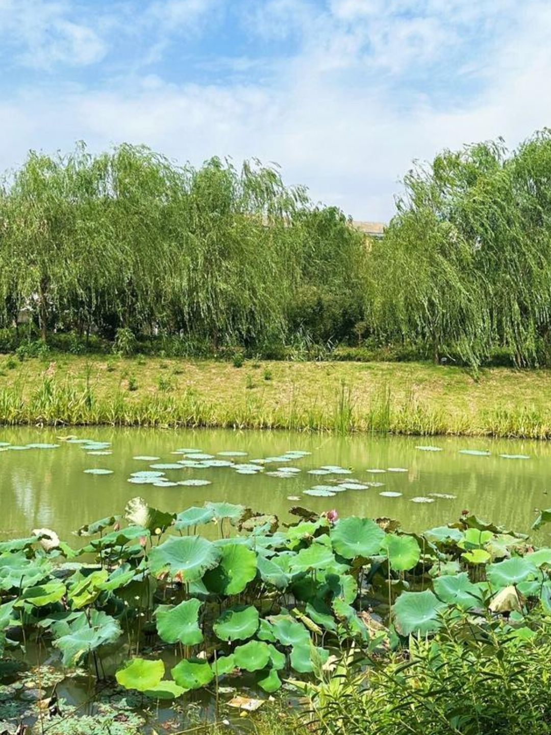 凤凰湖公园旅行图片 3