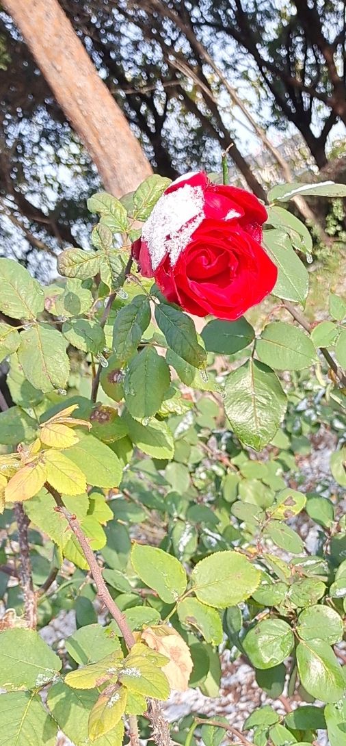 阜阳植物园旅行图片 2