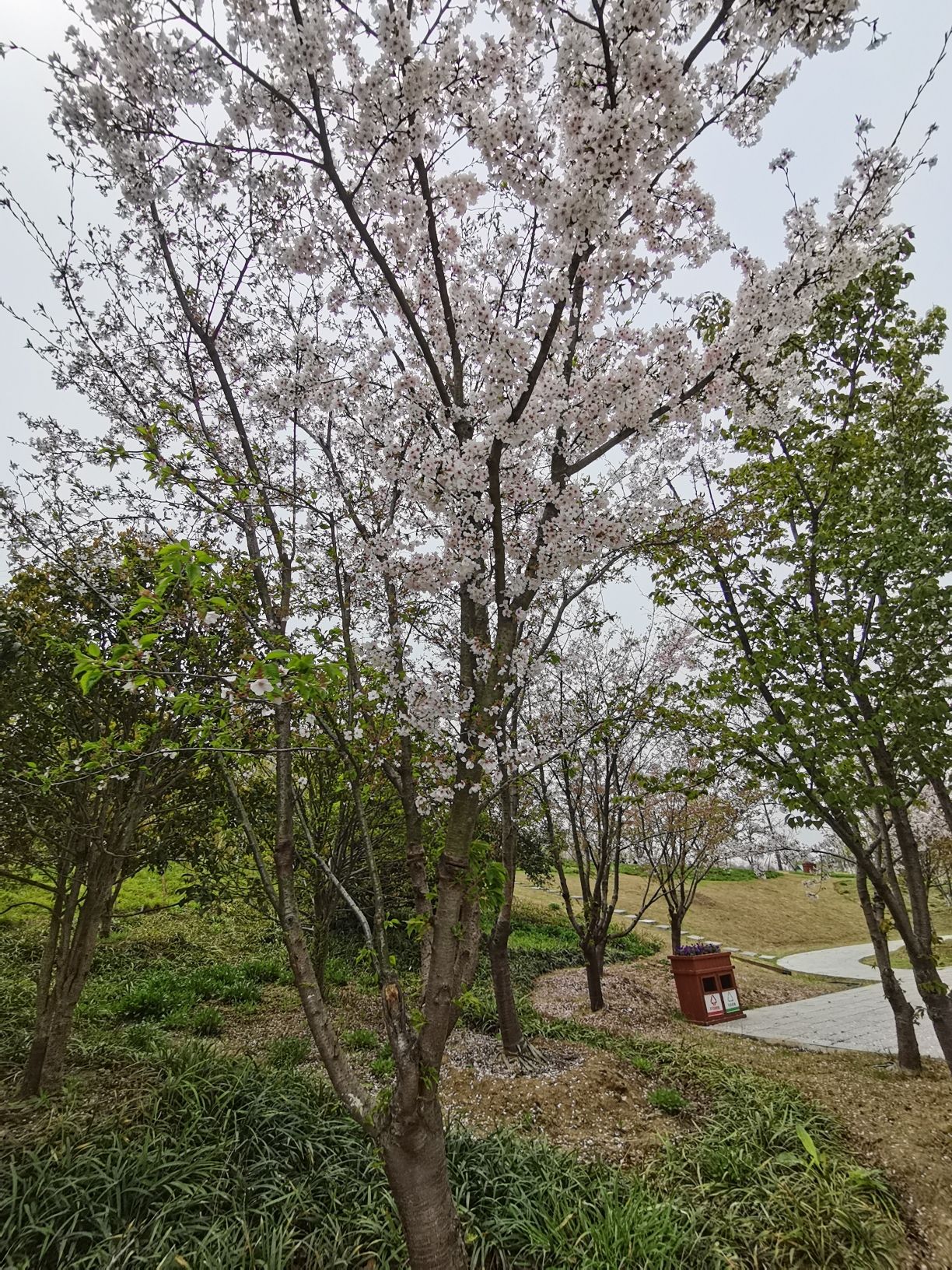 阜阳植物园旅行图片 2