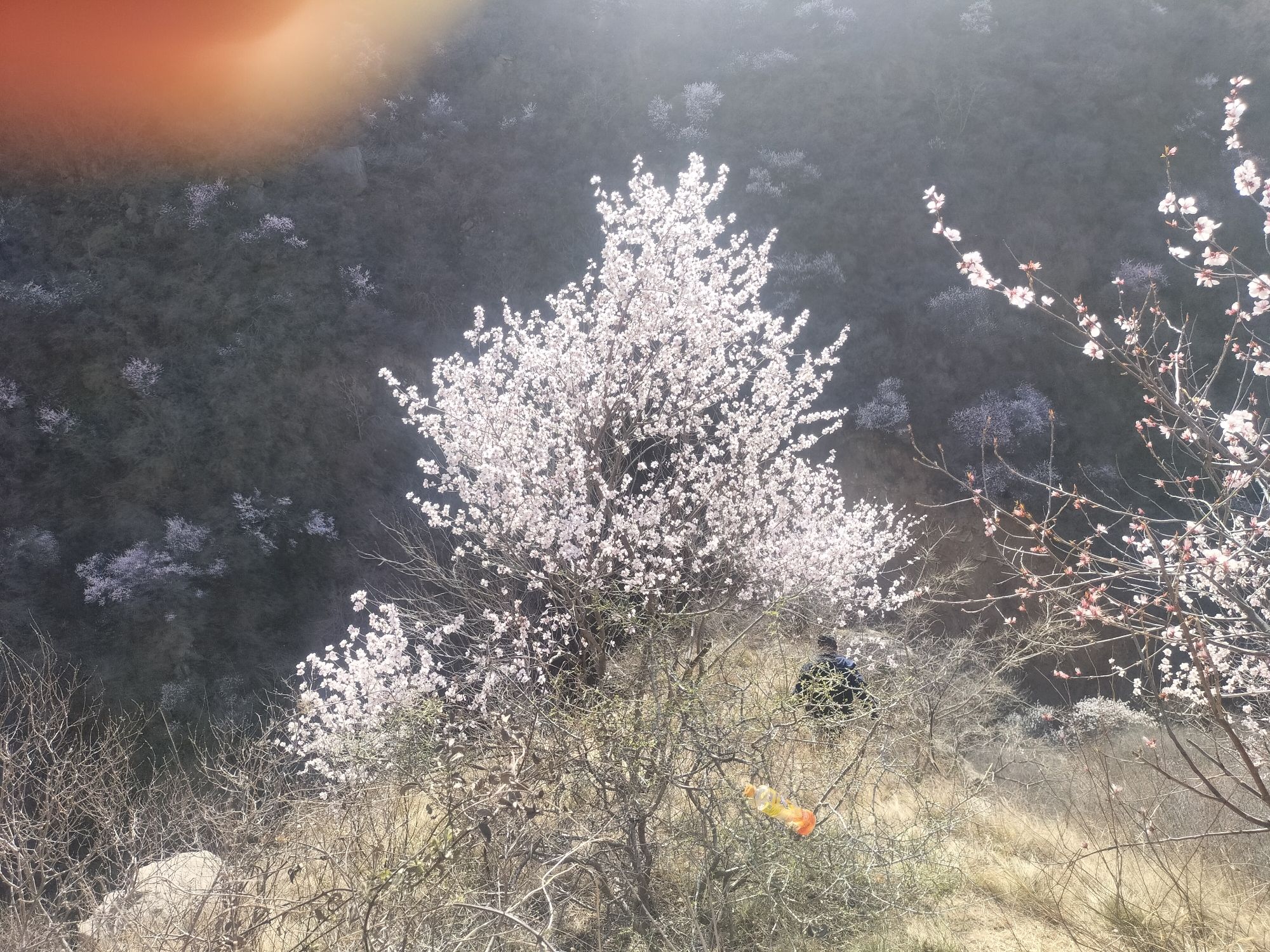 王家后桃花谷旅行图片 1
