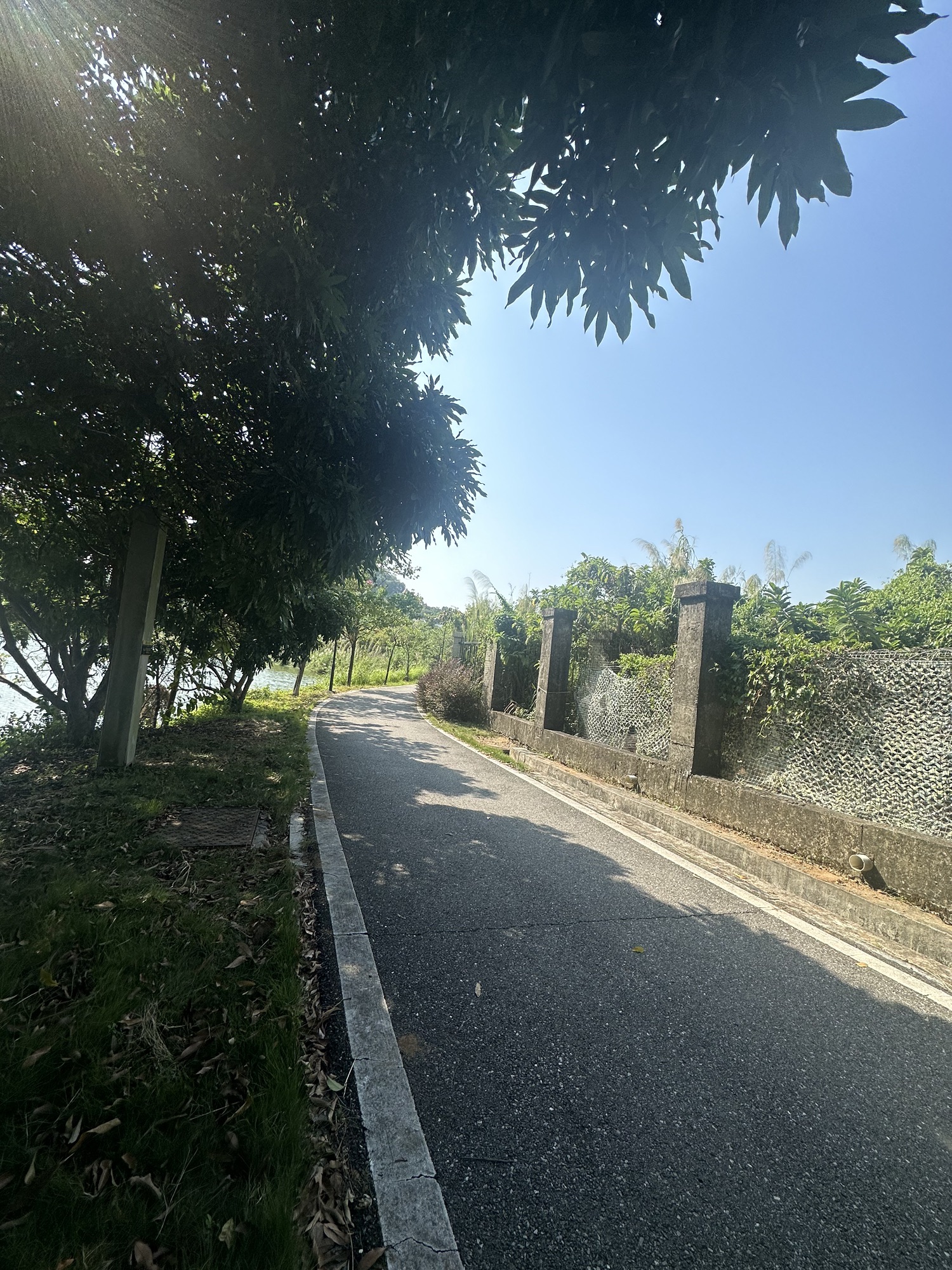阳江森林公园之风铃园旅行图片 2