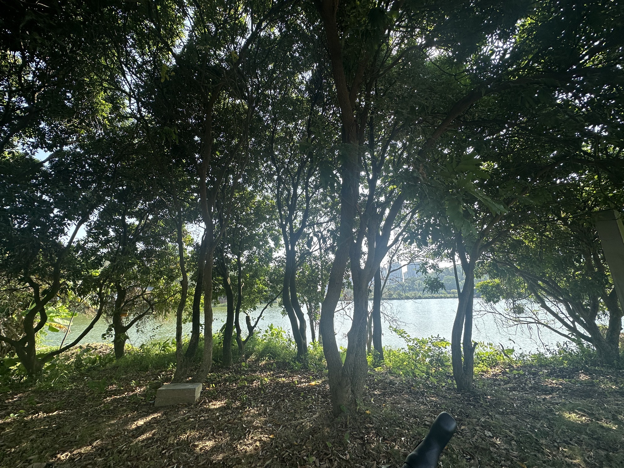 阳江森林公园之风铃园旅行图片 1