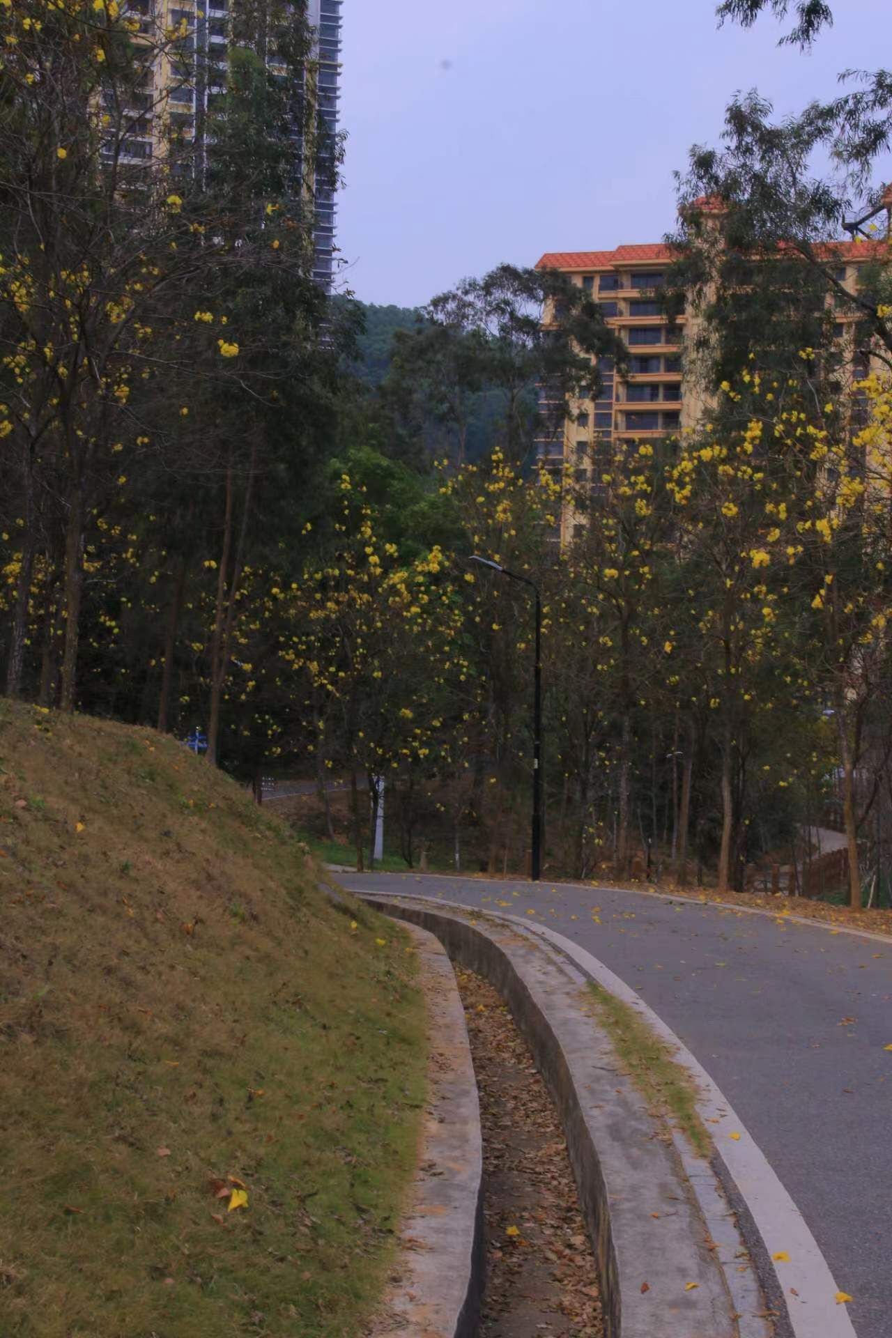 阳江森林公园之风铃园旅行图片 2