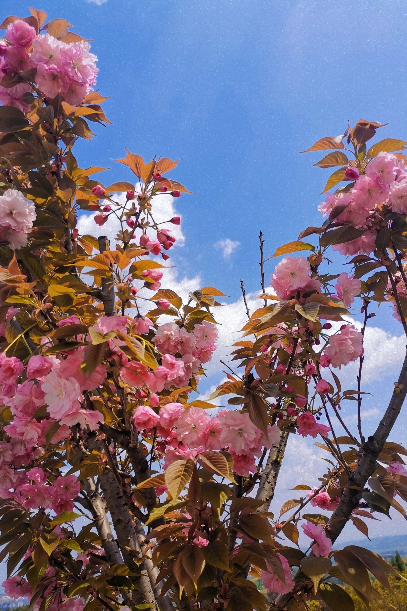 大回湾观景点旅行图片 1