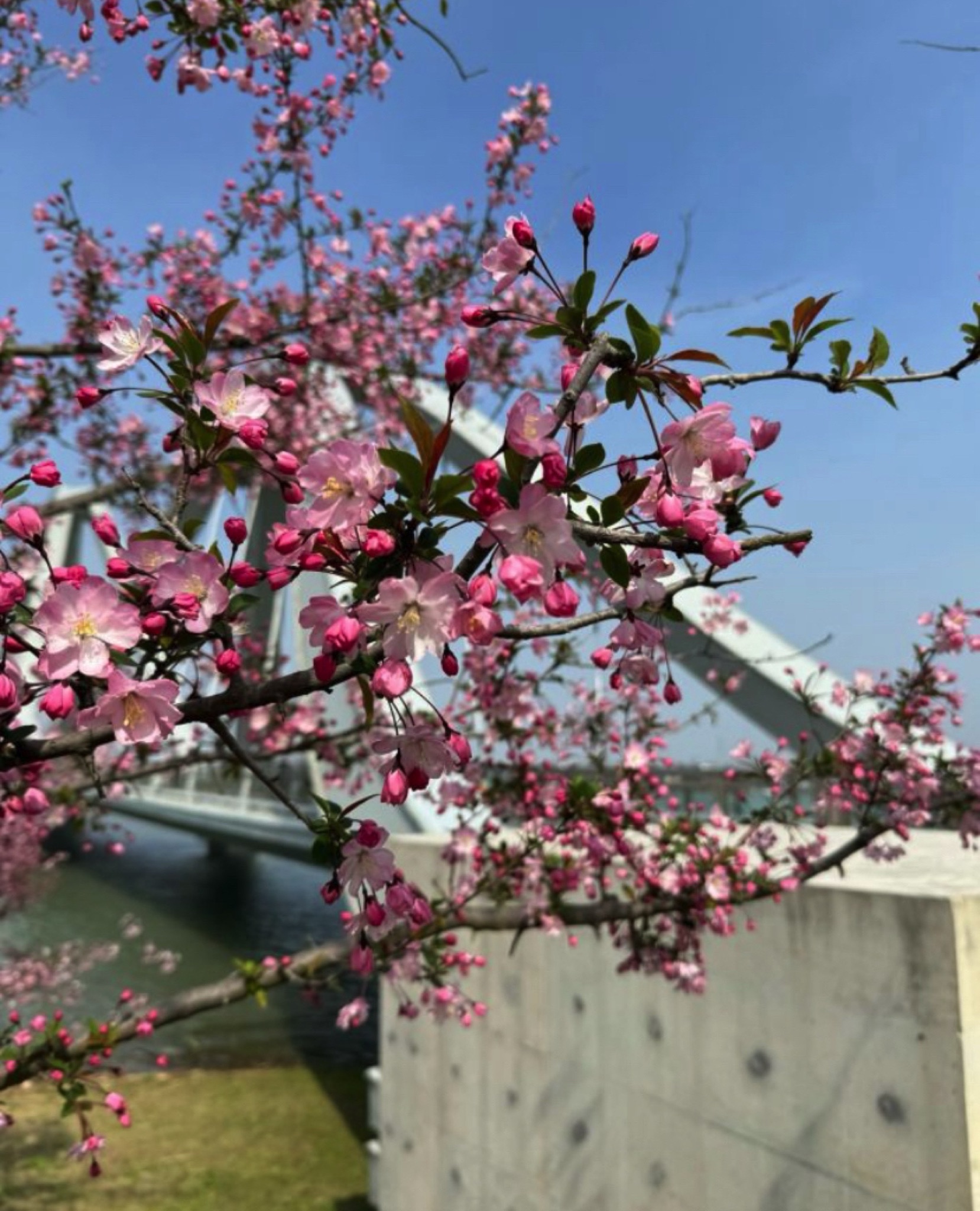 中华海棠园旅行图片 1