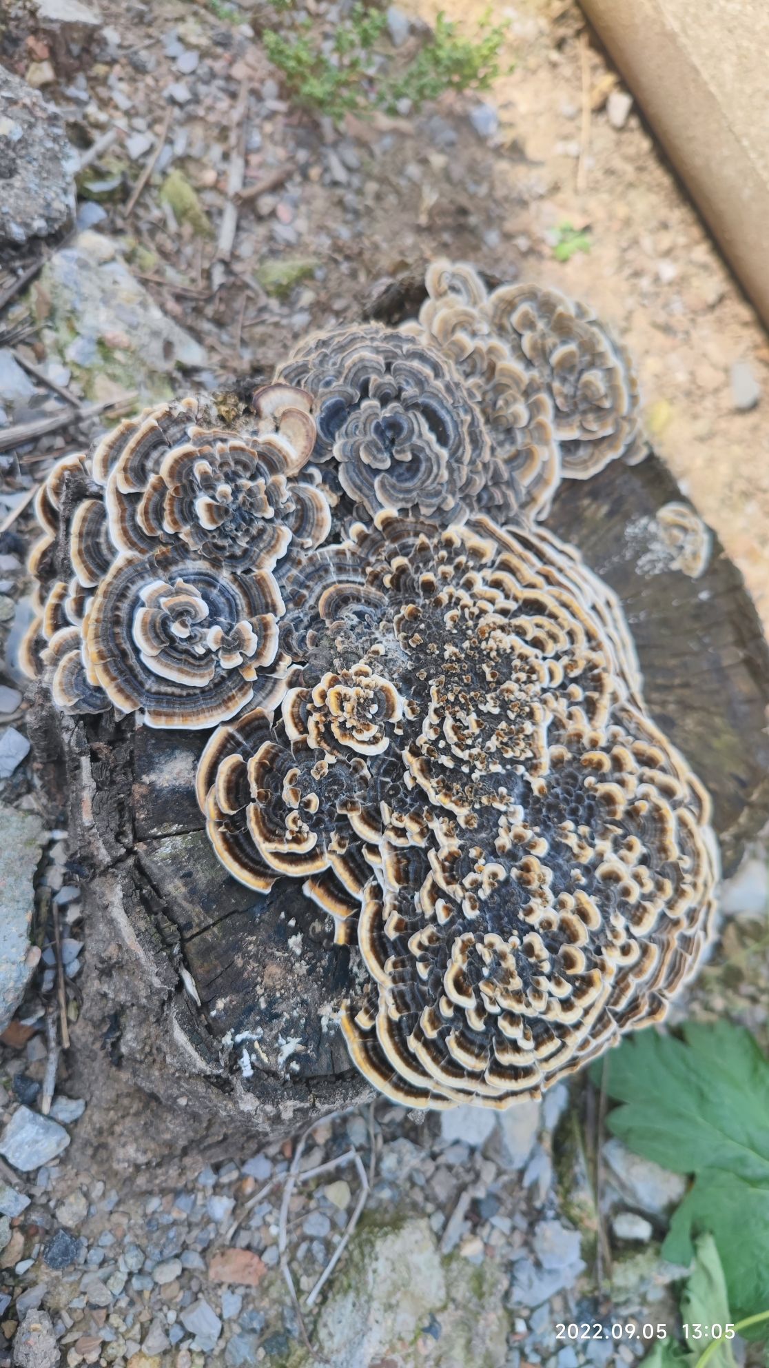 梁祝公园旅行图片 2