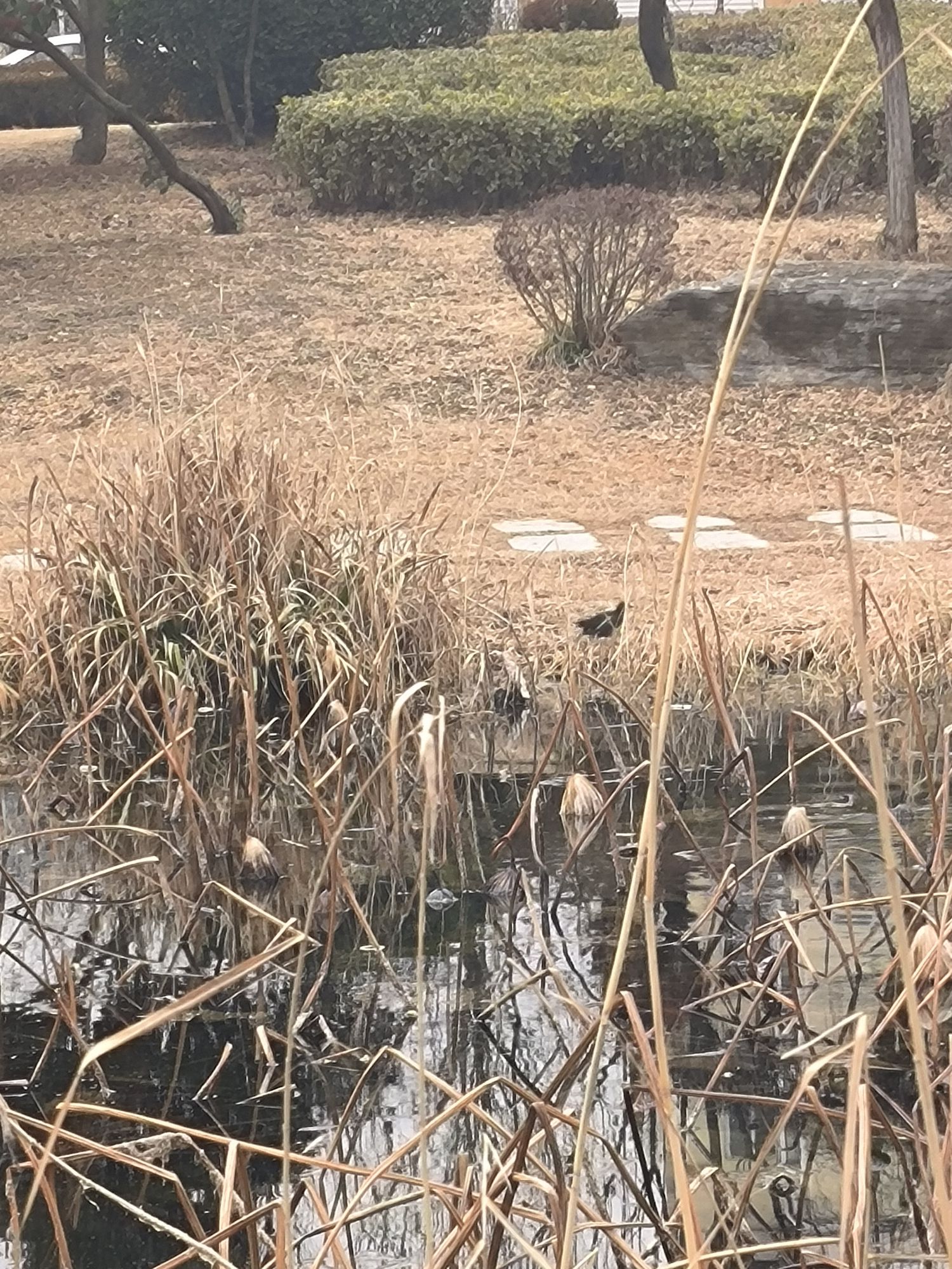 北潭郊野公园旅行图片 3