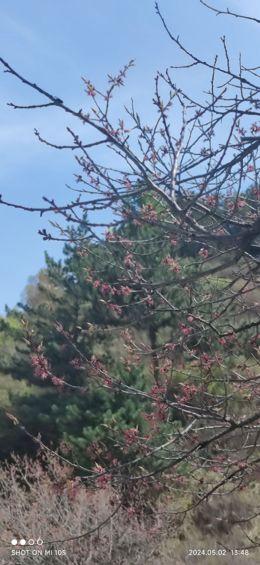 莲花山旅行图片 1