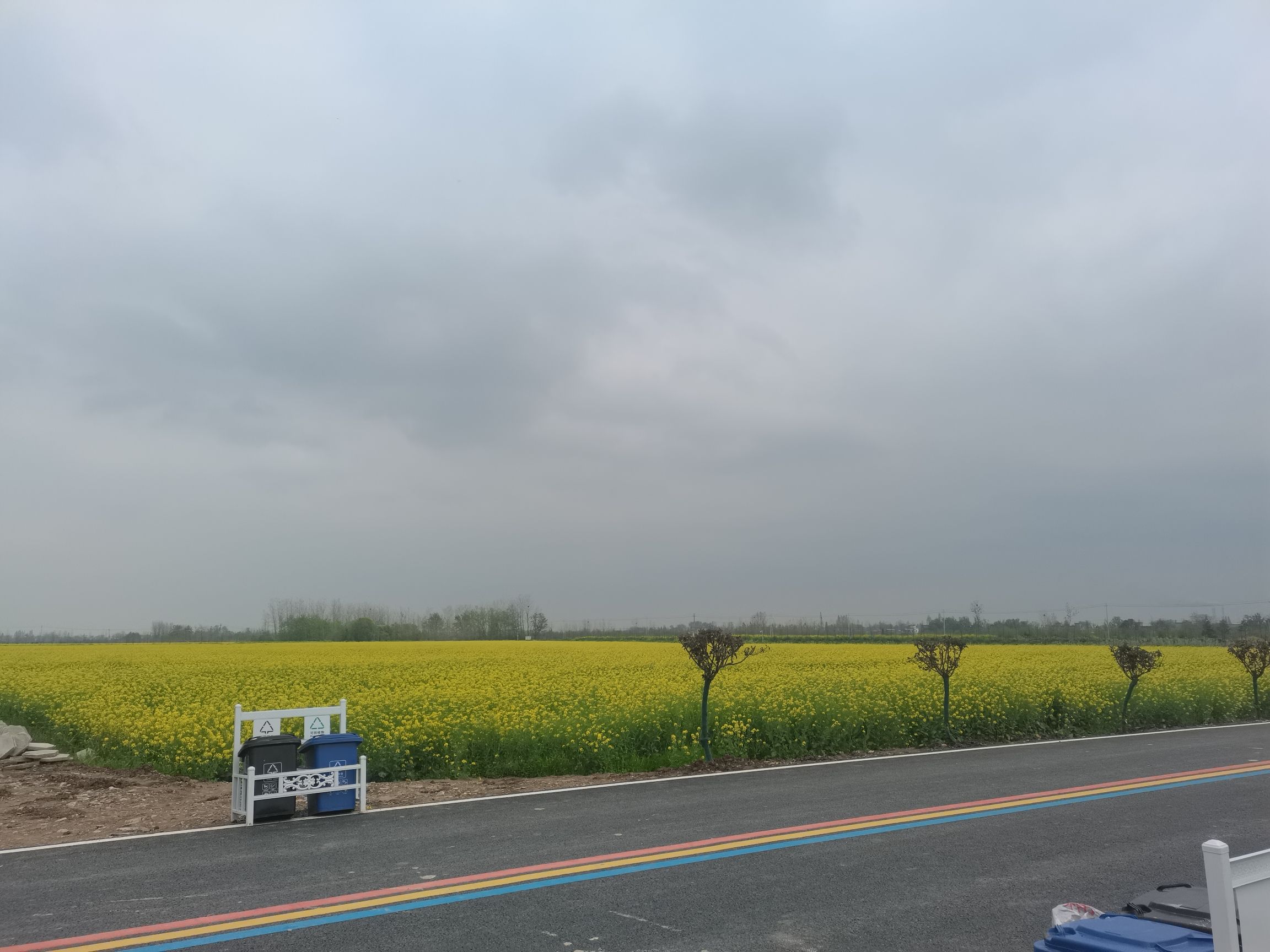 套北油菜花海旅行图片 2