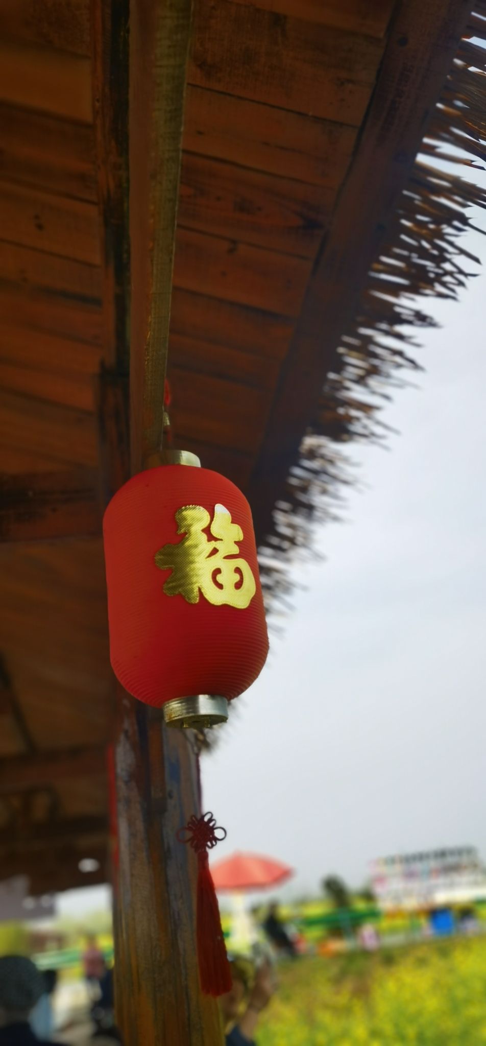 套北油菜花海旅行图片 3
