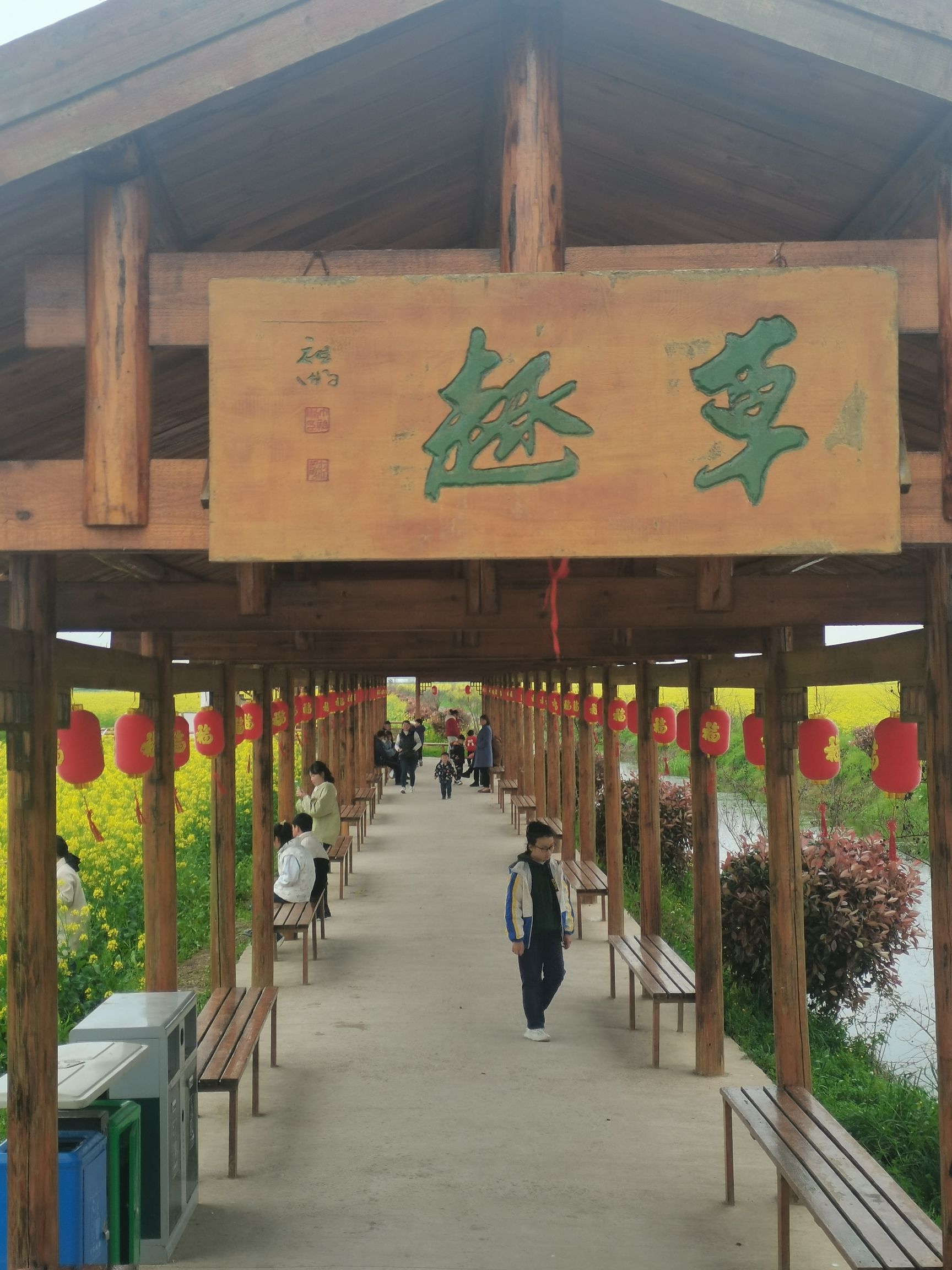 套北油菜花海旅行图片 3