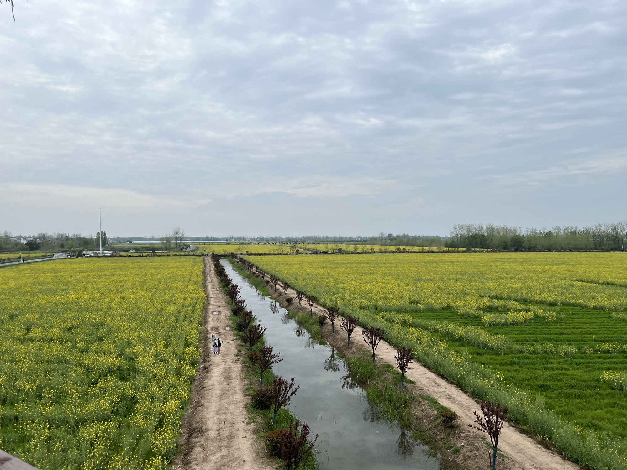 套北油菜花海旅行图片 1