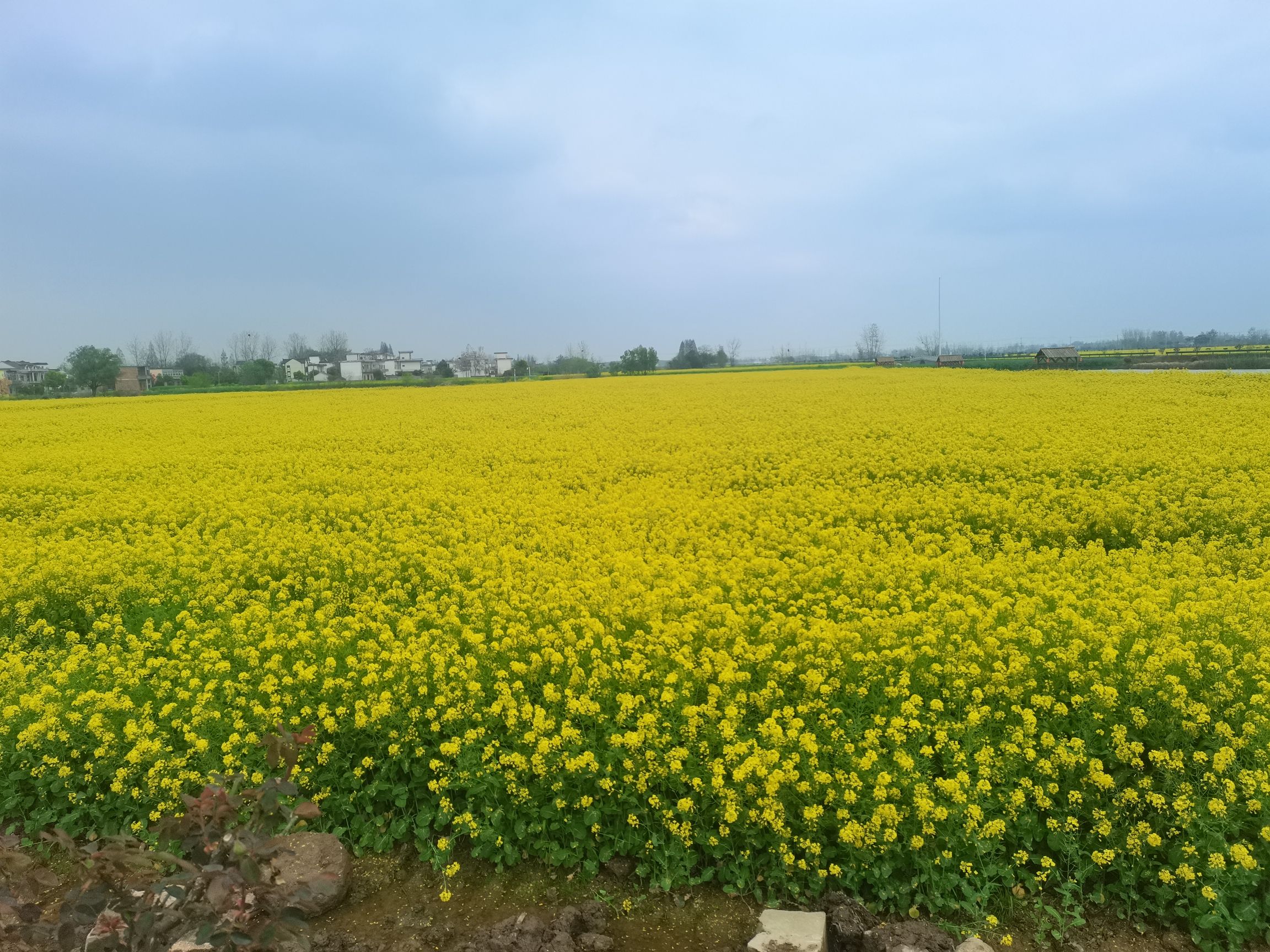 套北油菜花海旅行图片 1