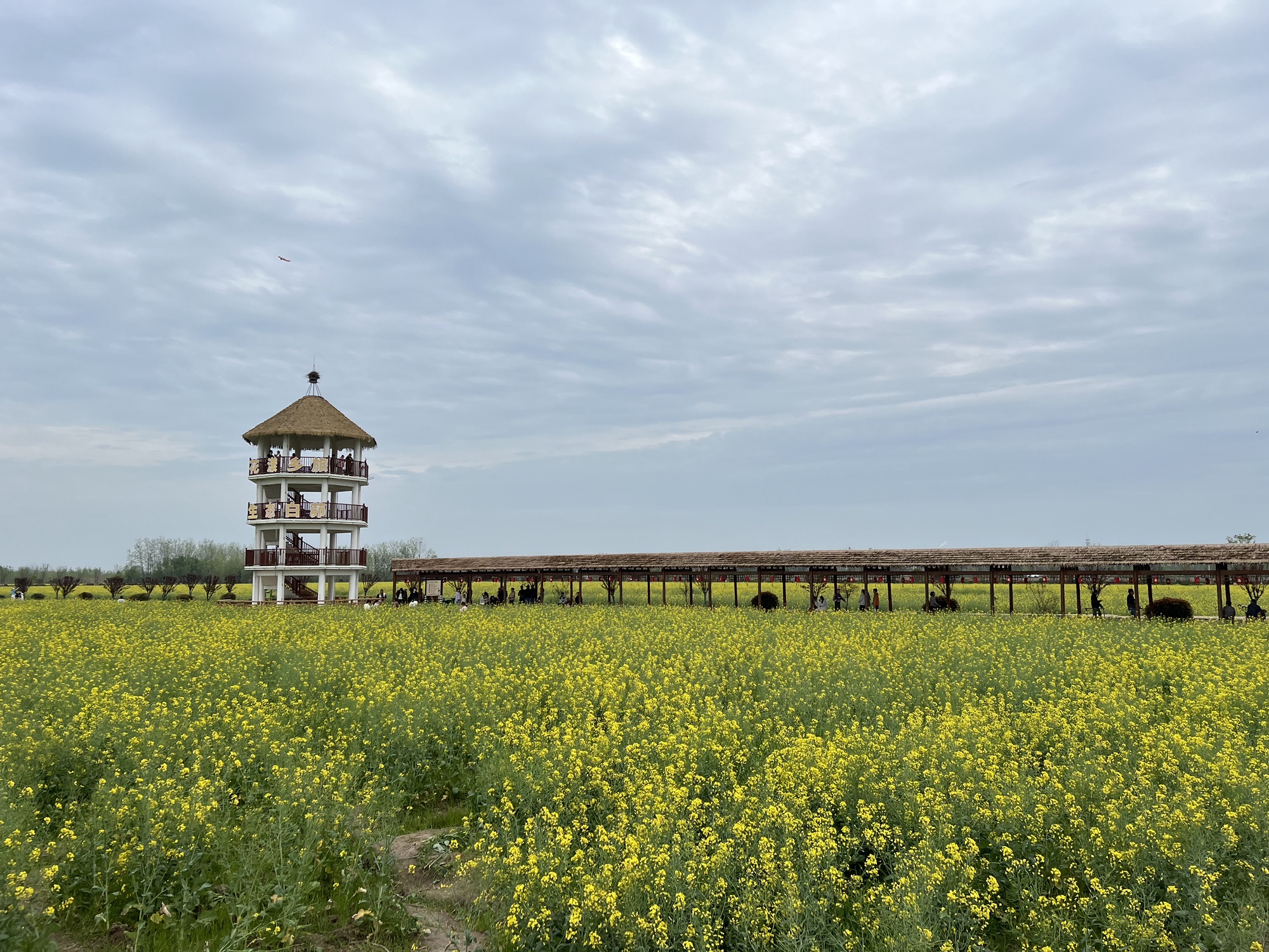 套北油菜花海旅行图片 2