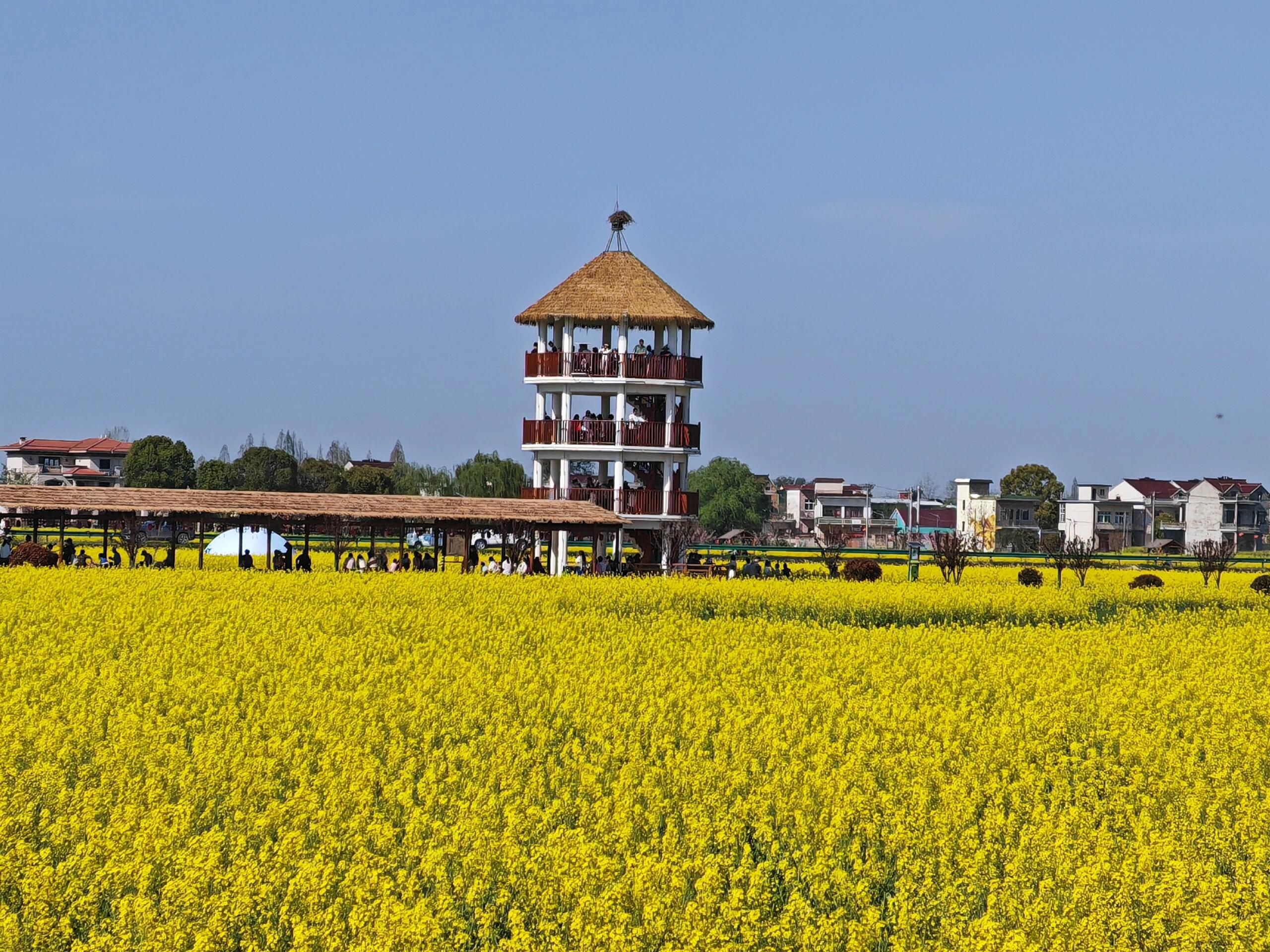 套北油菜花海旅行图片 1
