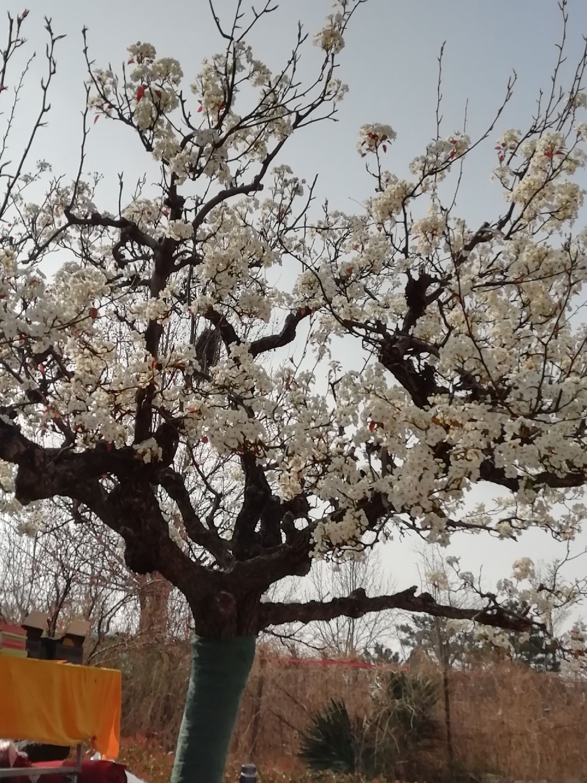 凤凰山森林公园旅行图片 1