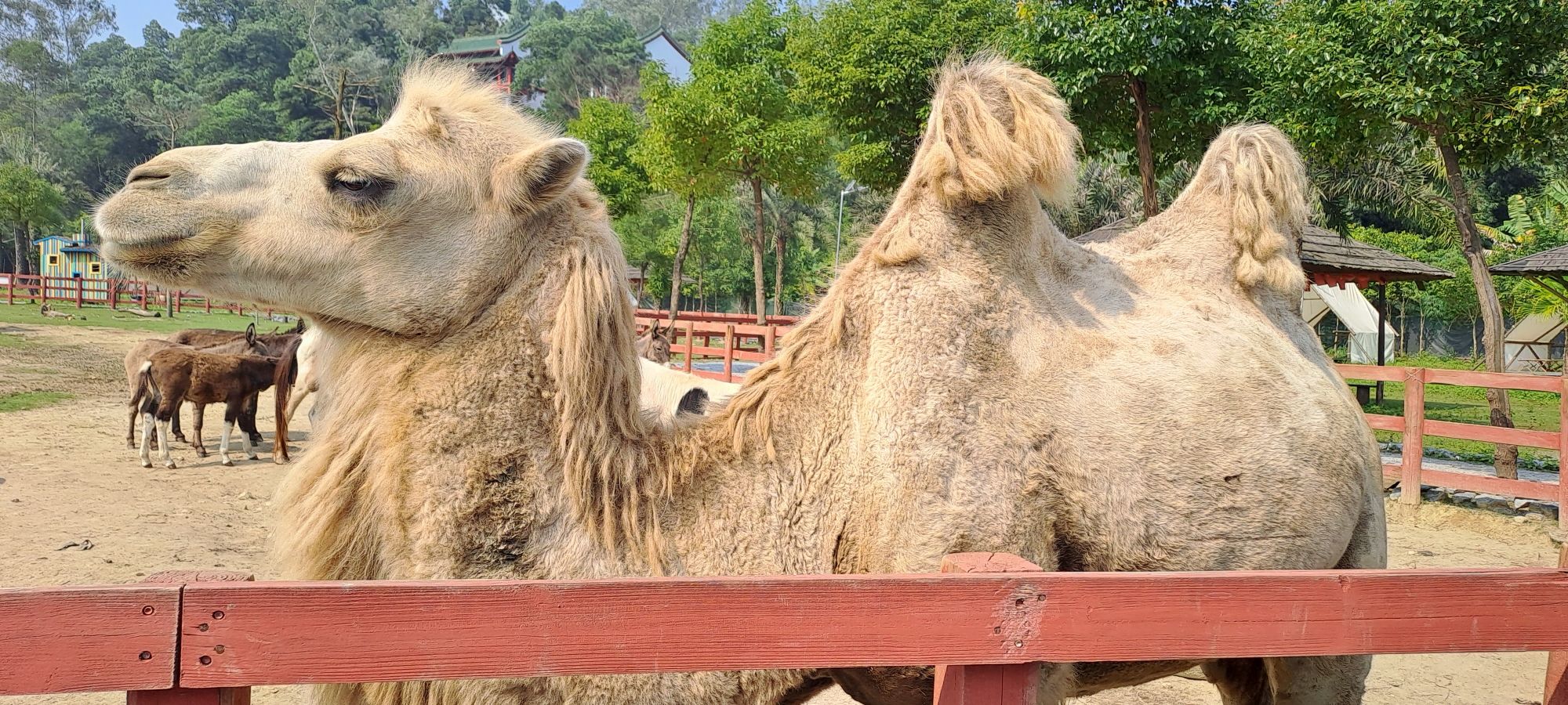 福宝森林动物主题乐园旅行图片 1