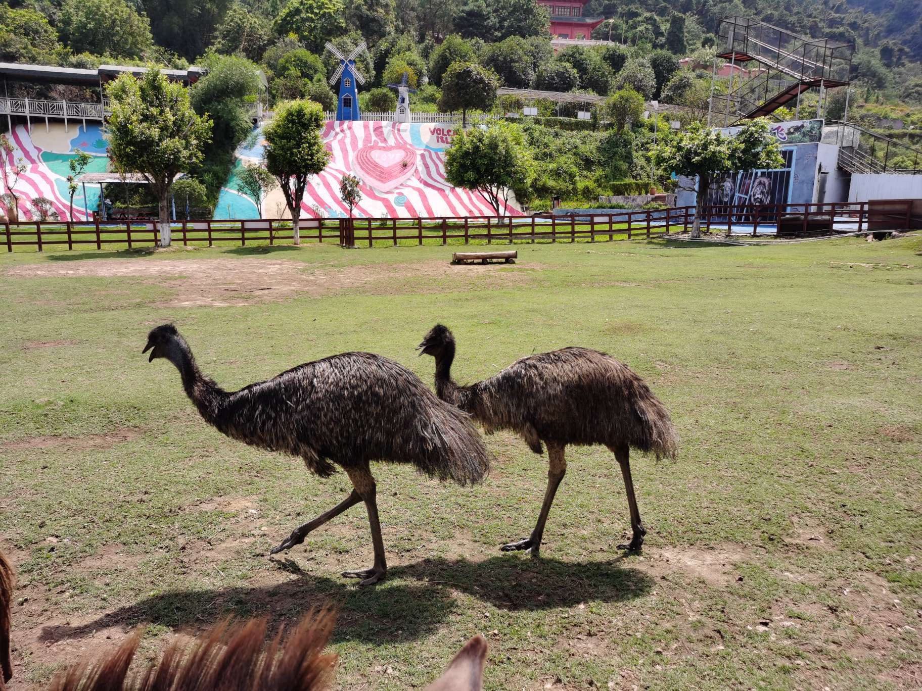 福宝森林动物主题乐园旅行图片 1