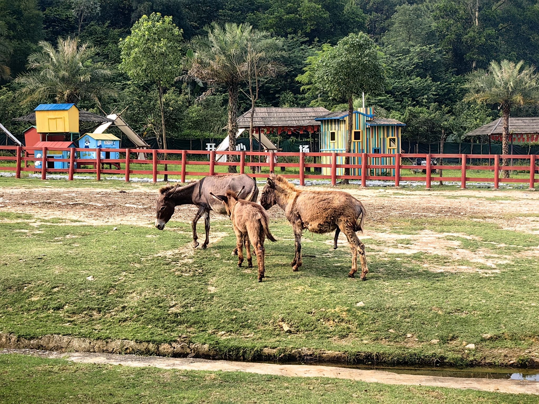福宝森林动物主题乐园旅行图片 2