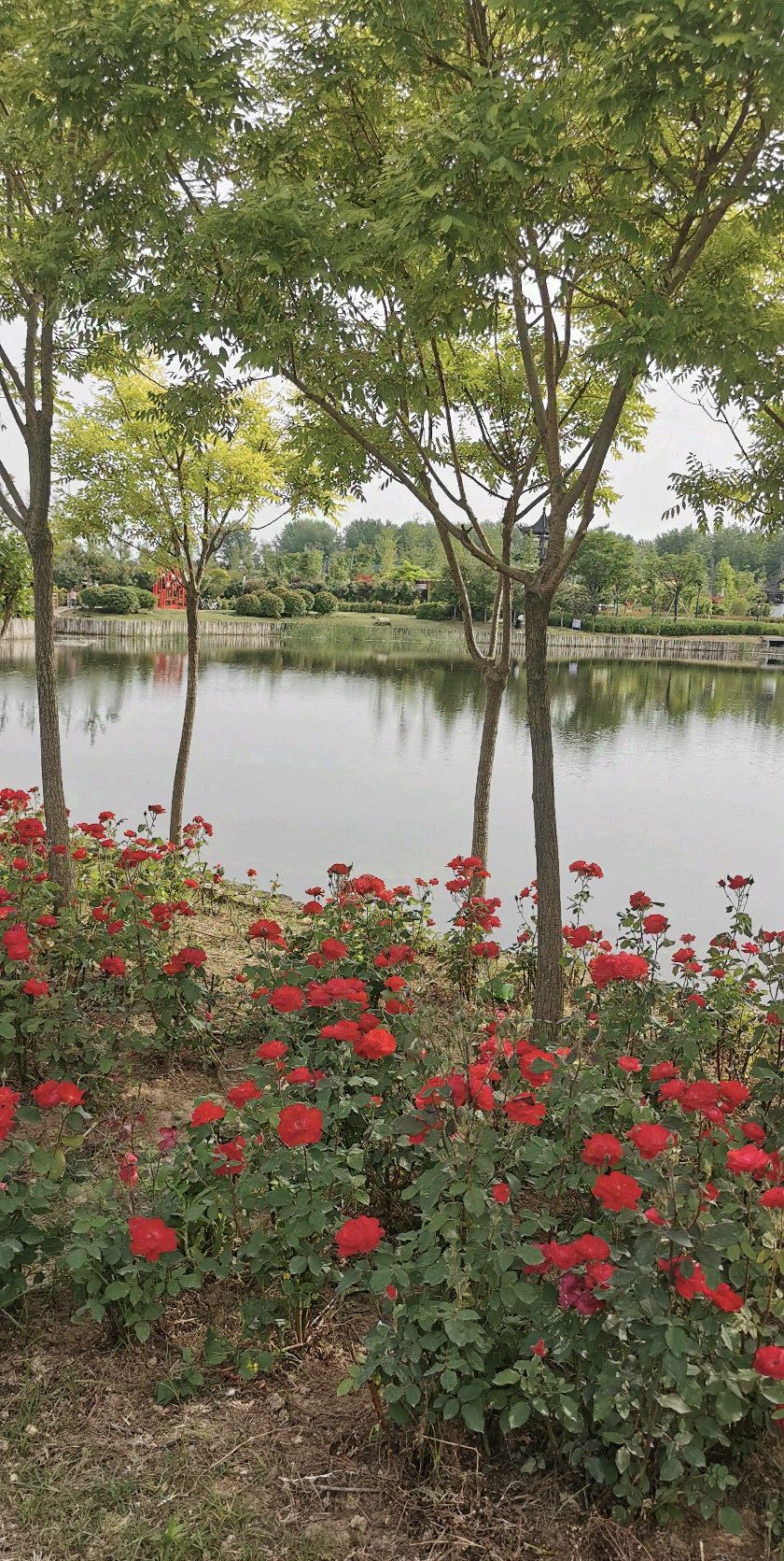 桃花岛旅行图片 1