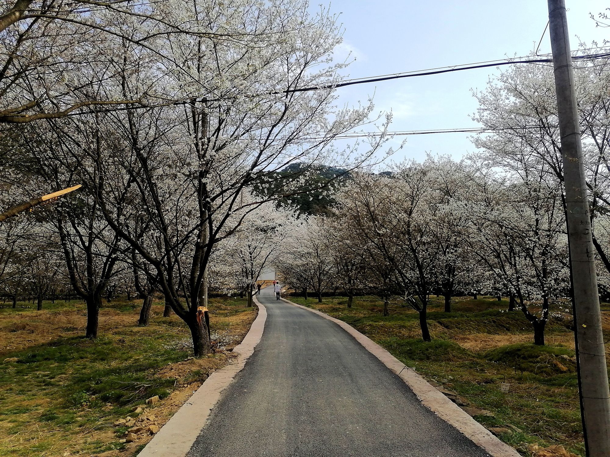 张村樱花谷旅行图片 3