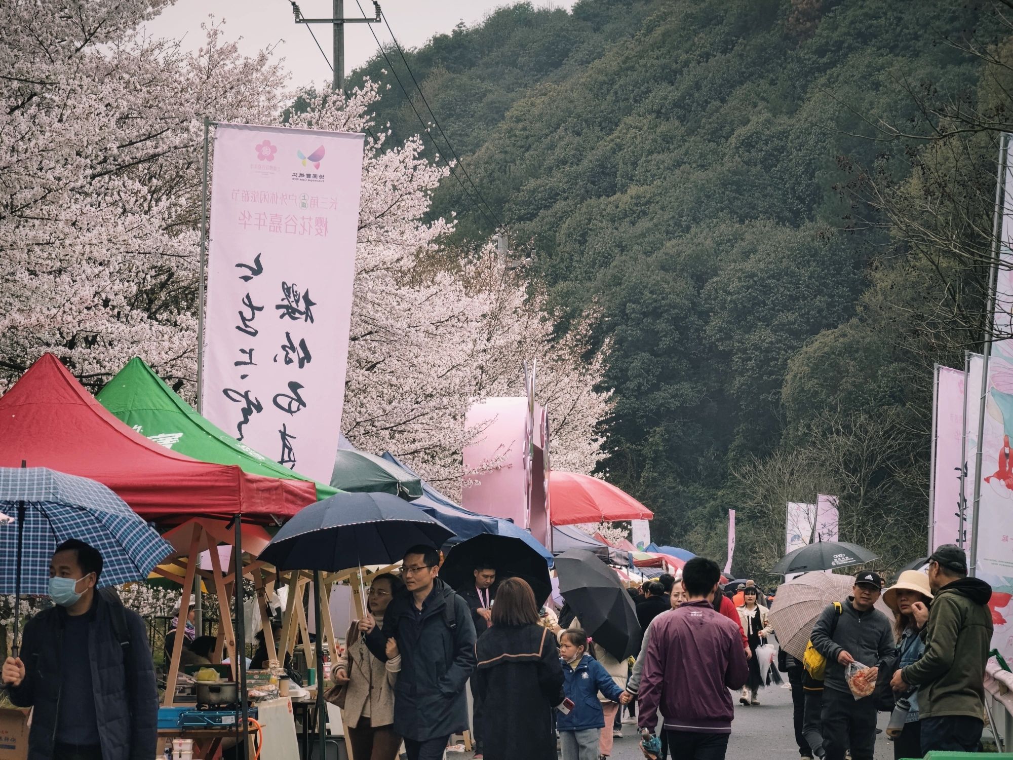 张村樱花谷旅行图片 2