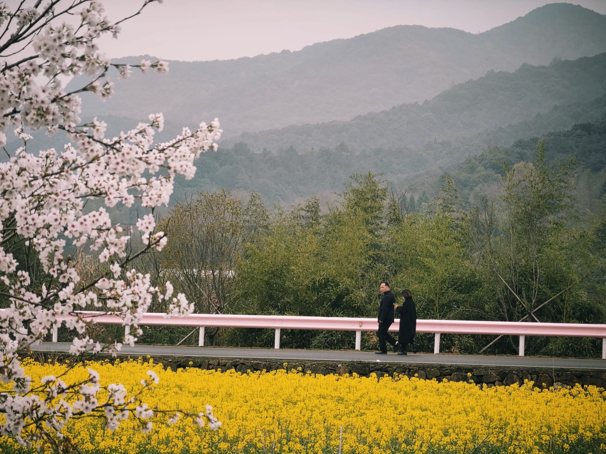 张村樱花谷旅行图片 1