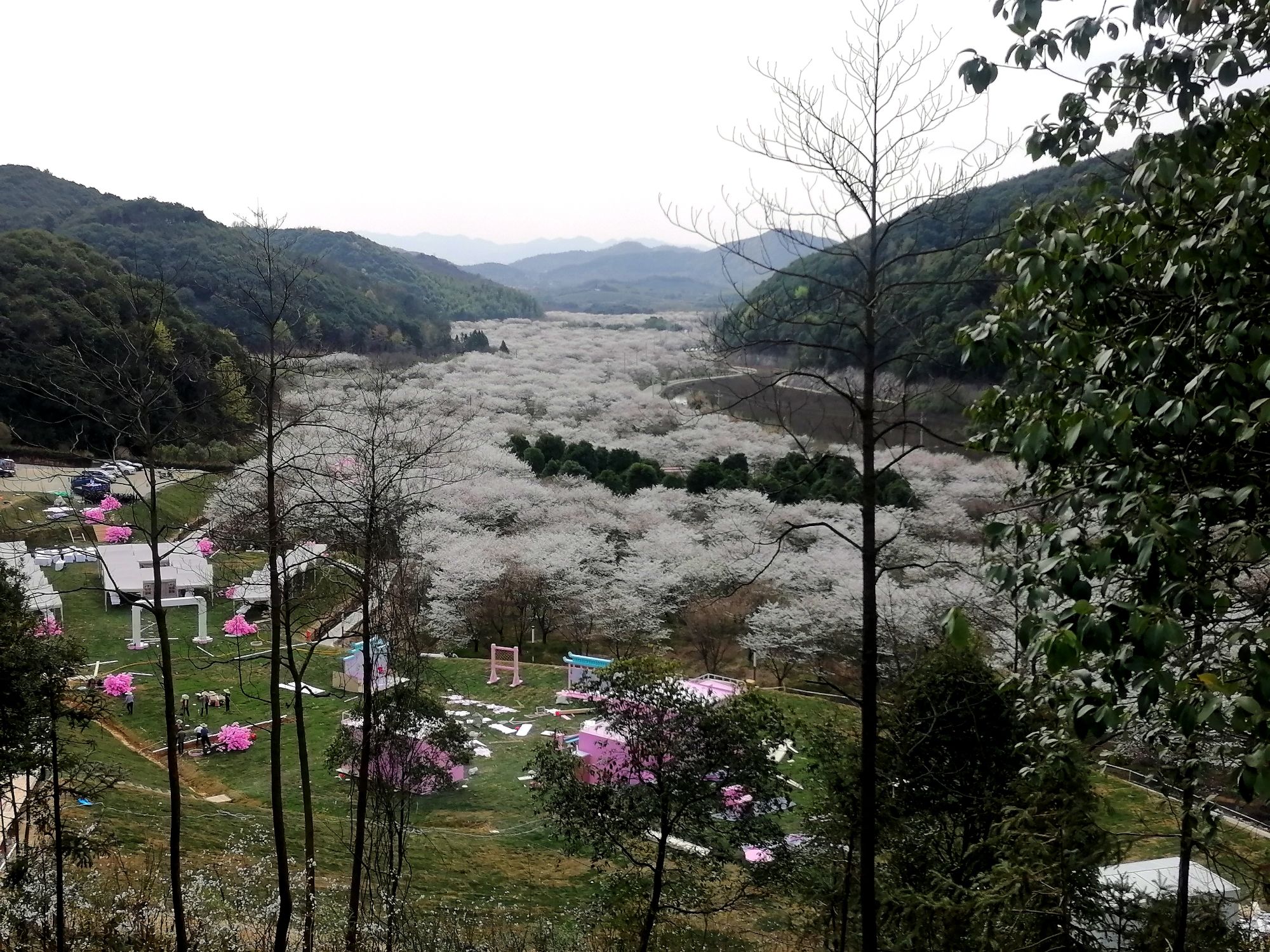 张村樱花谷旅行图片 2