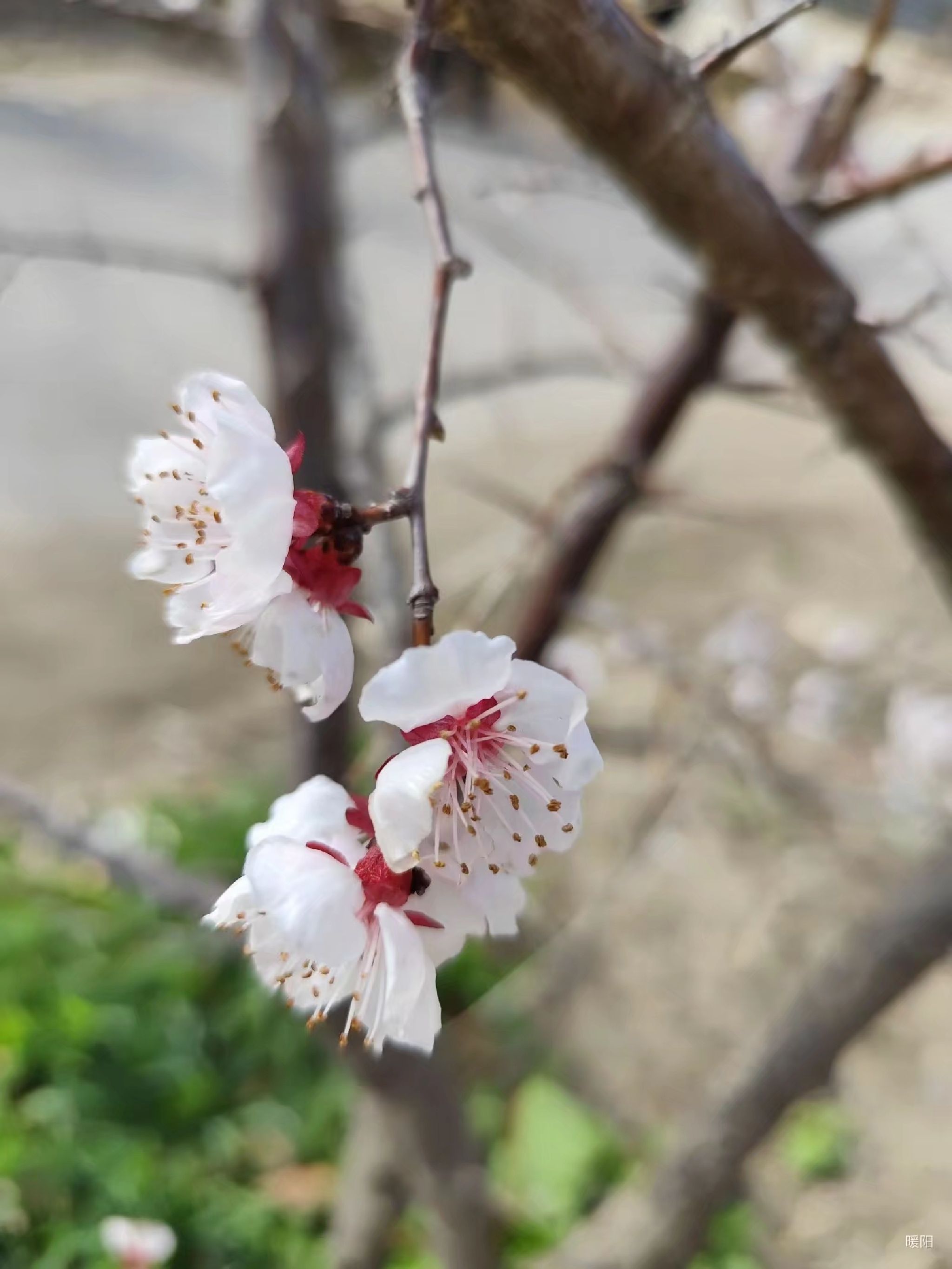 张村樱花谷旅行图片 1