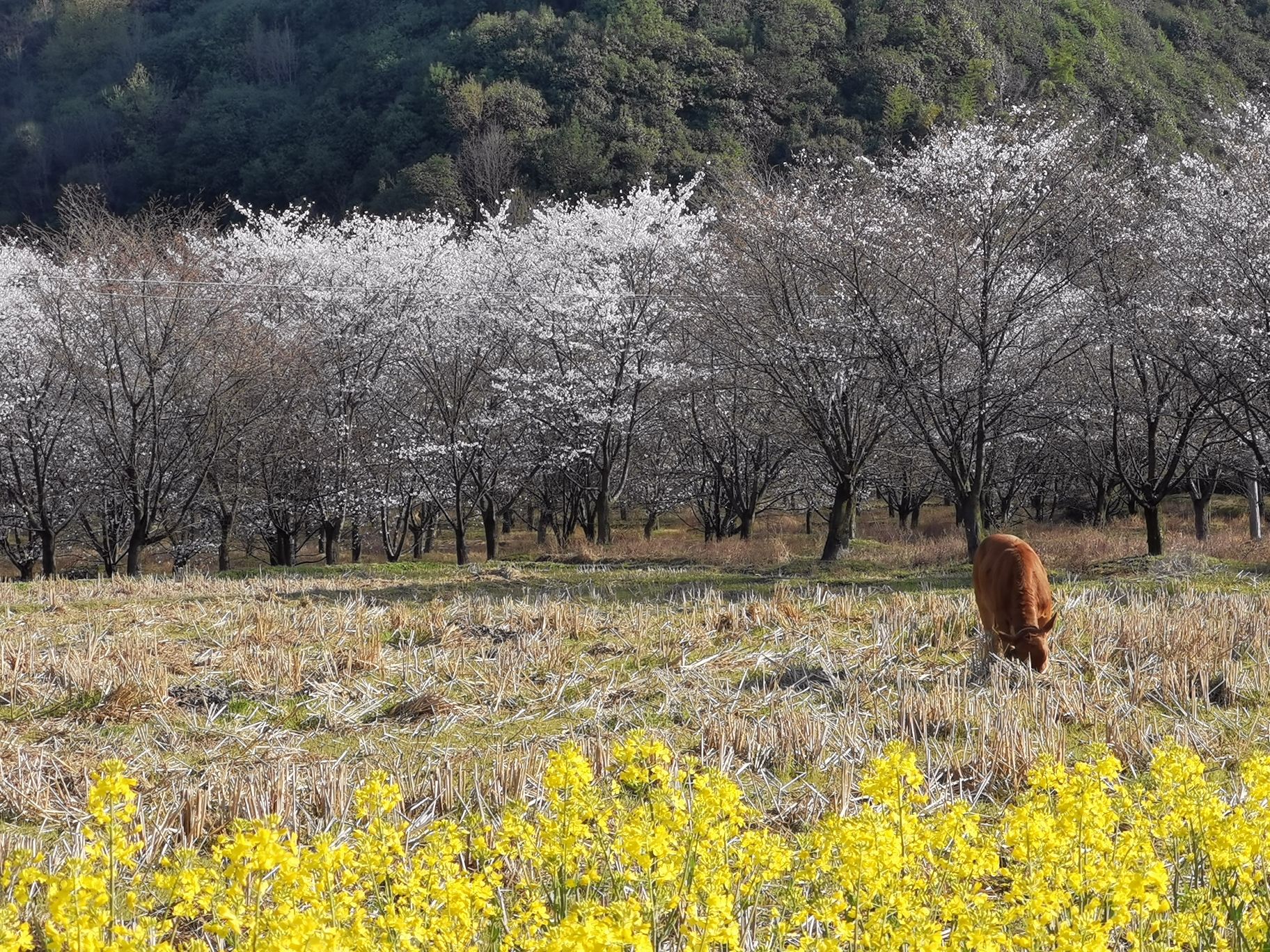 张村樱花谷旅行图片 1