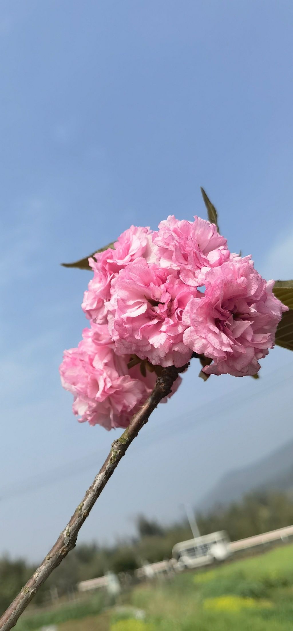 张村樱花谷旅行图片 2