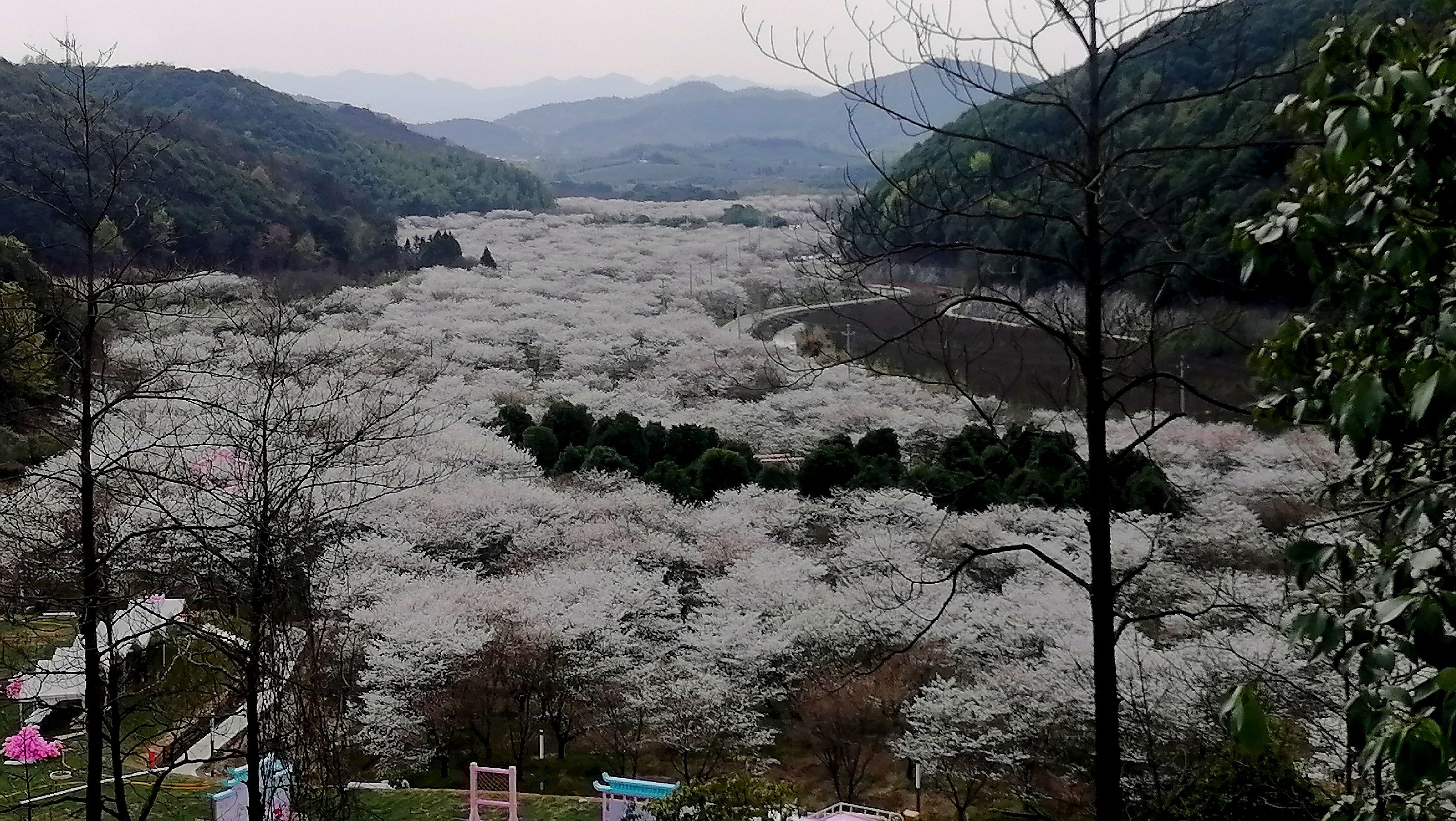 张村樱花谷旅行图片 1