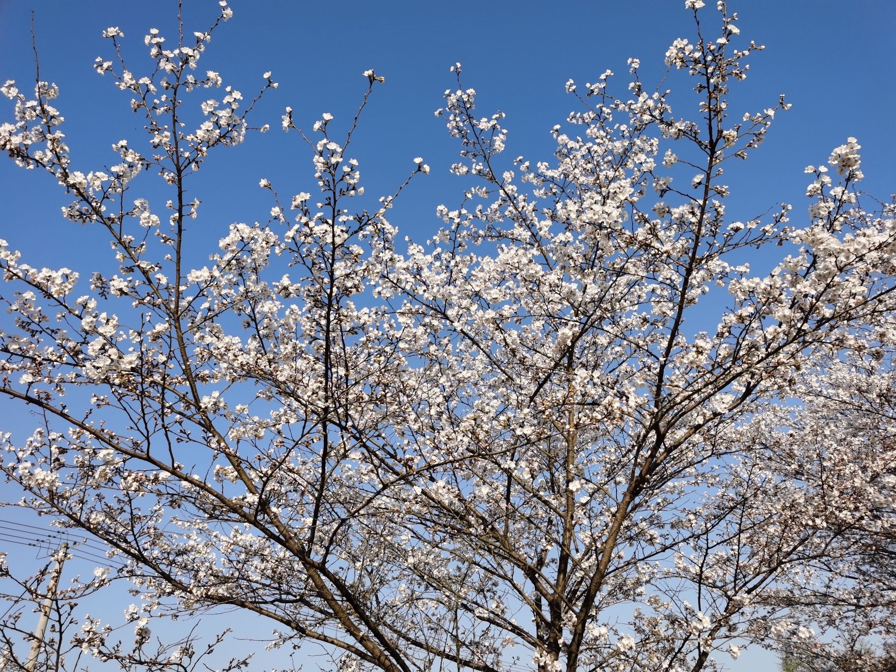 张村樱花谷旅行图片 2