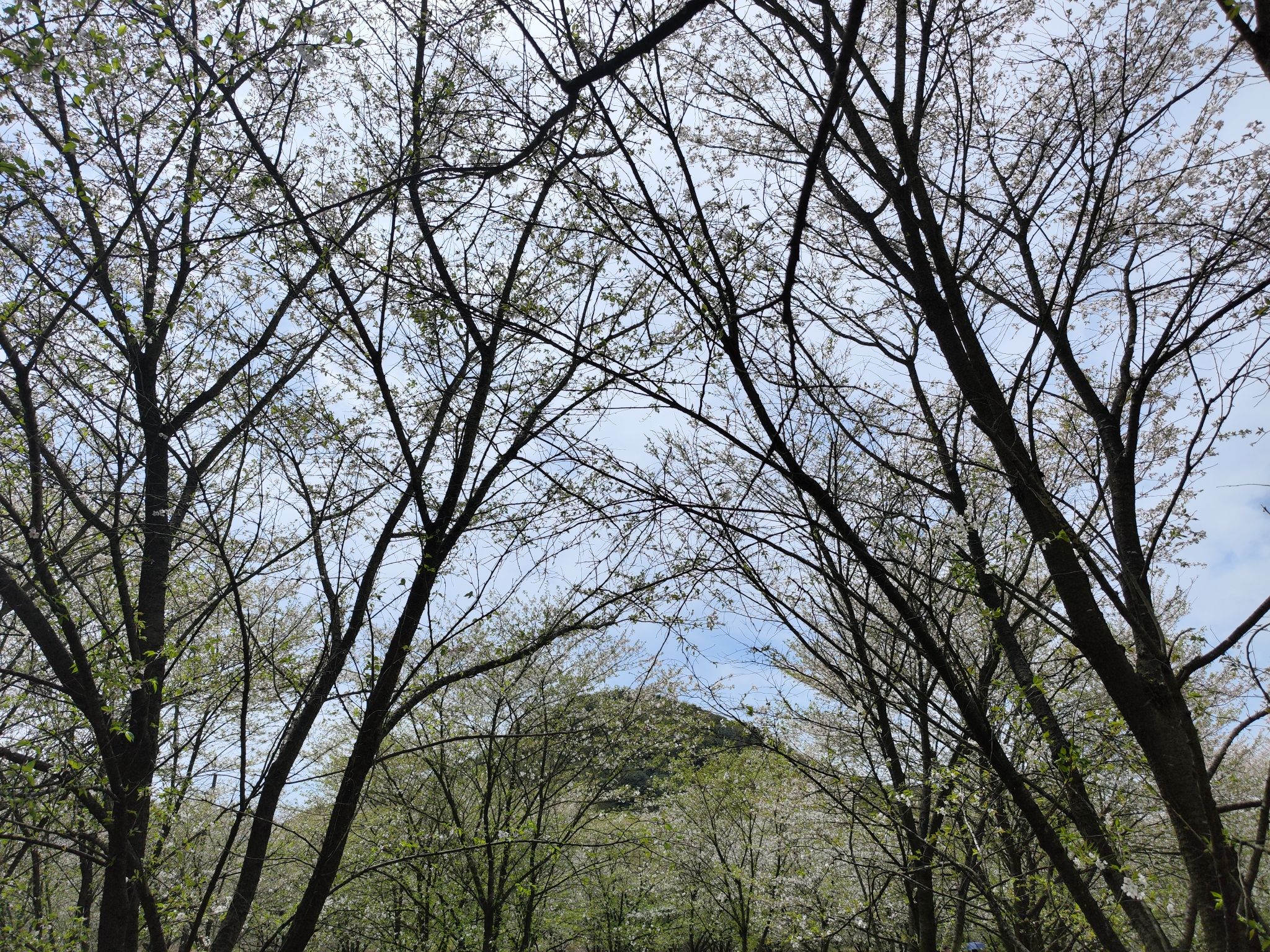 张村樱花谷旅行图片 2