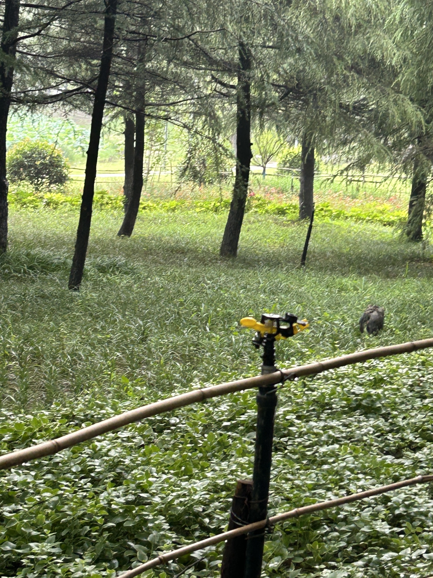 花径公园旅行图片 3