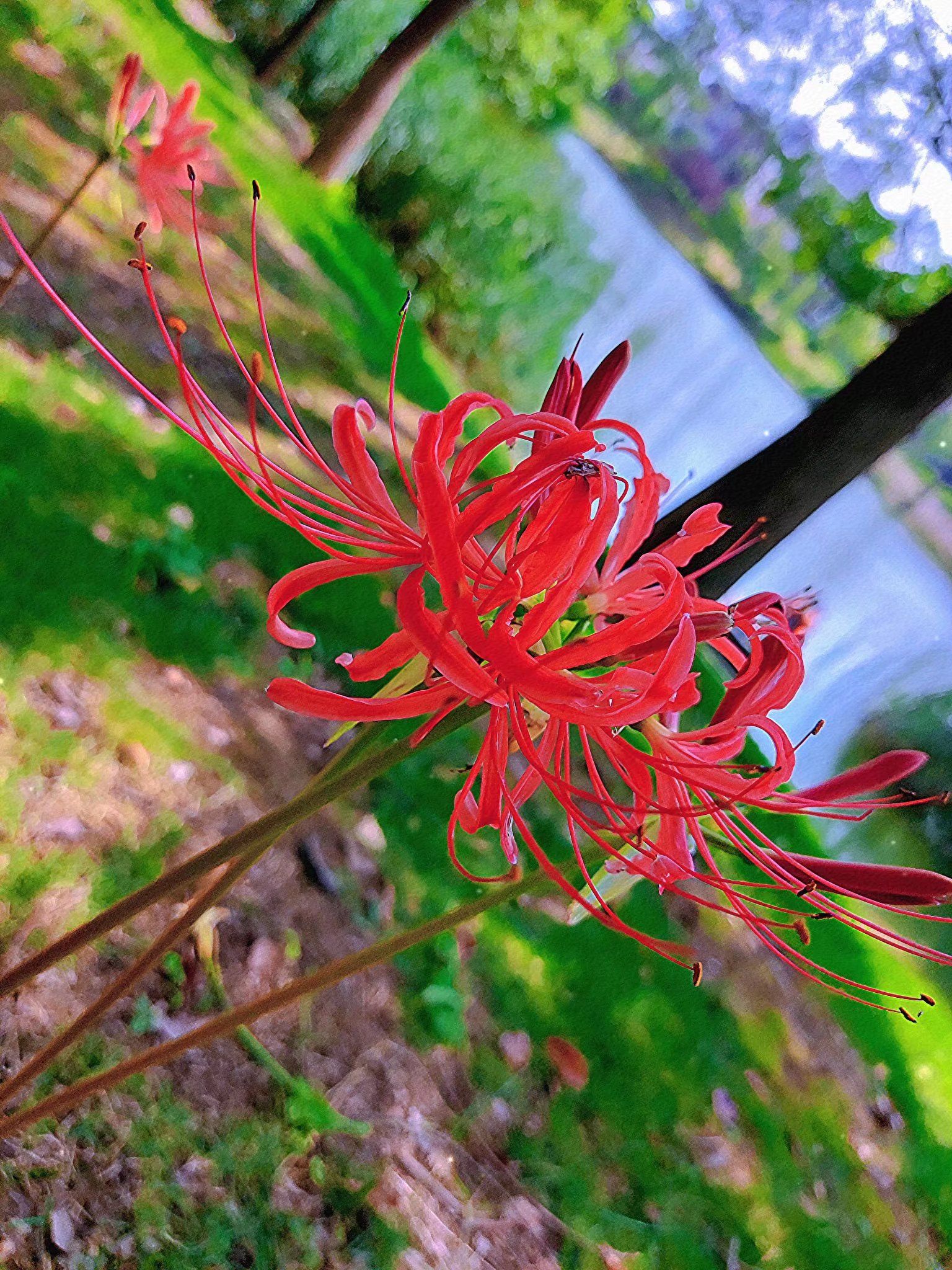 花径公园旅行图片 1