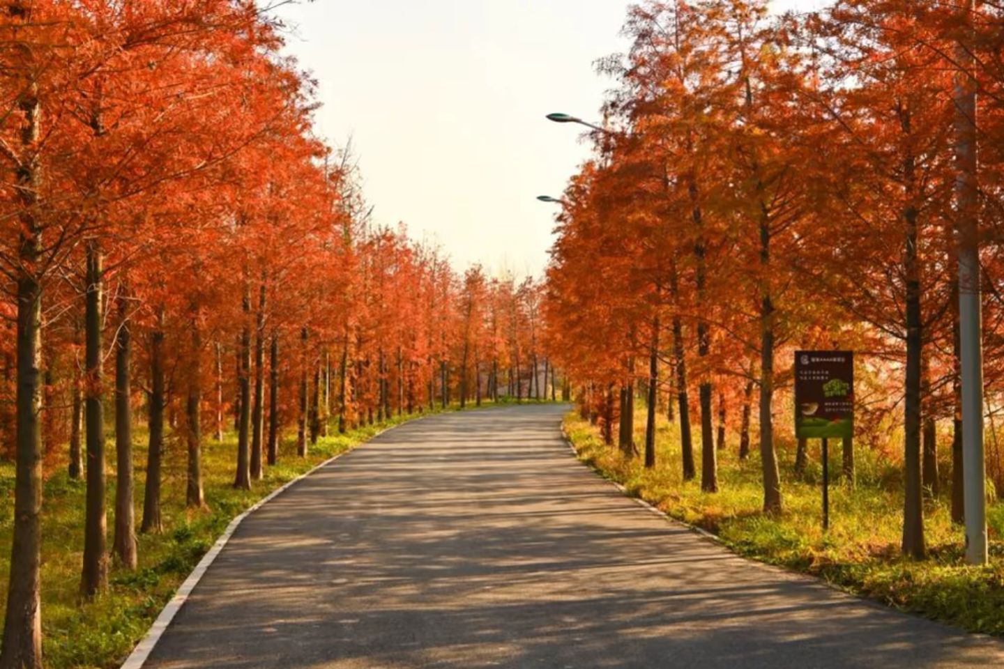 花径公园旅行图片 2