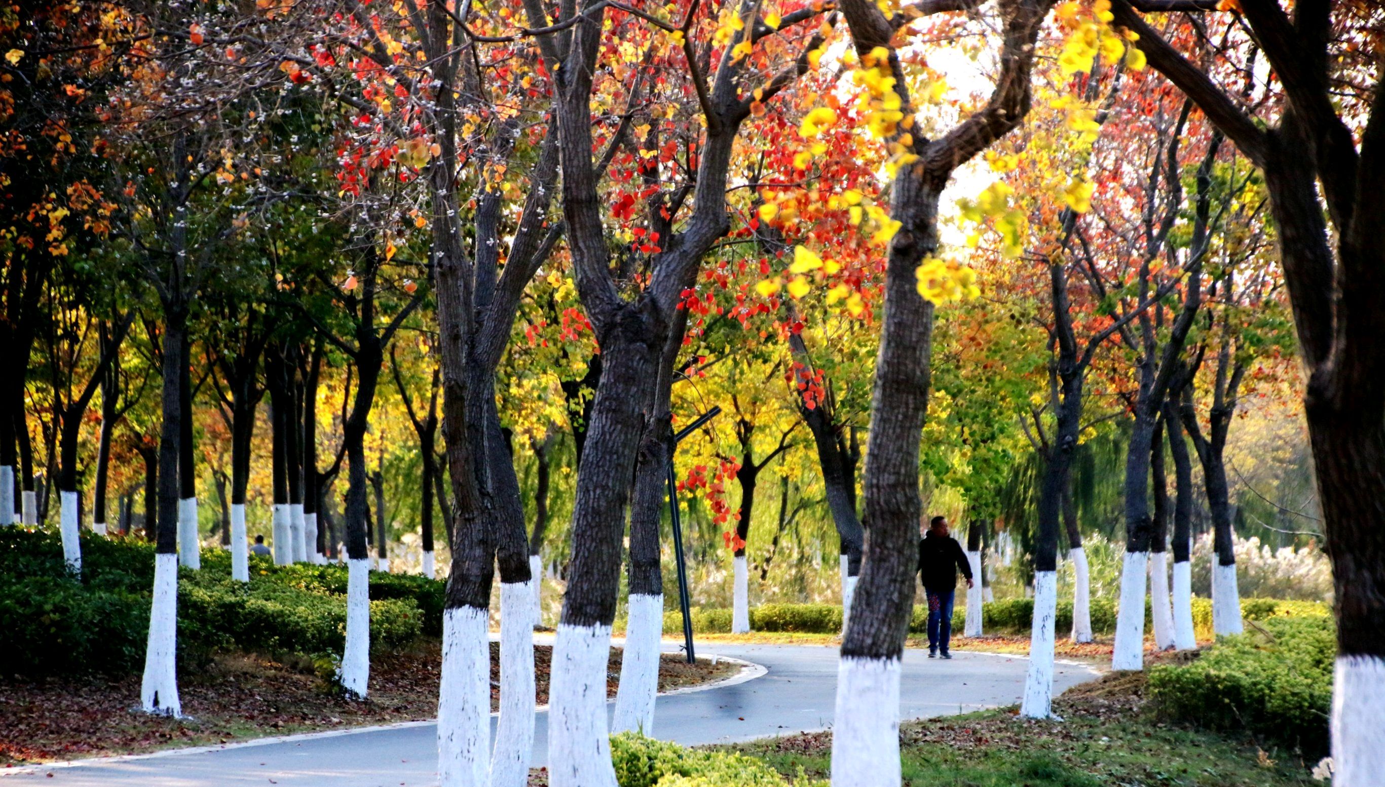 花径公园旅行图片 2