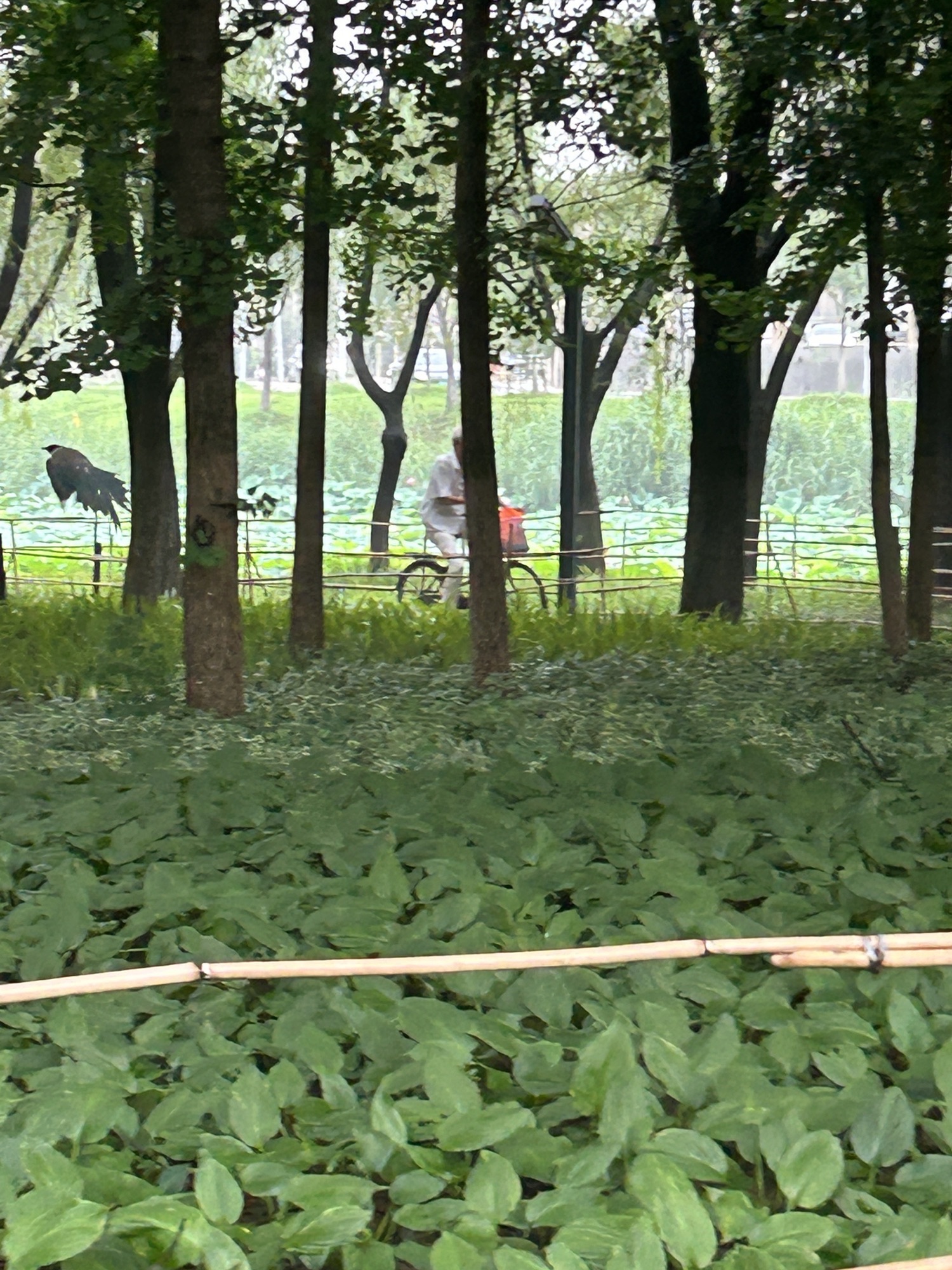 花径公园旅行图片 1