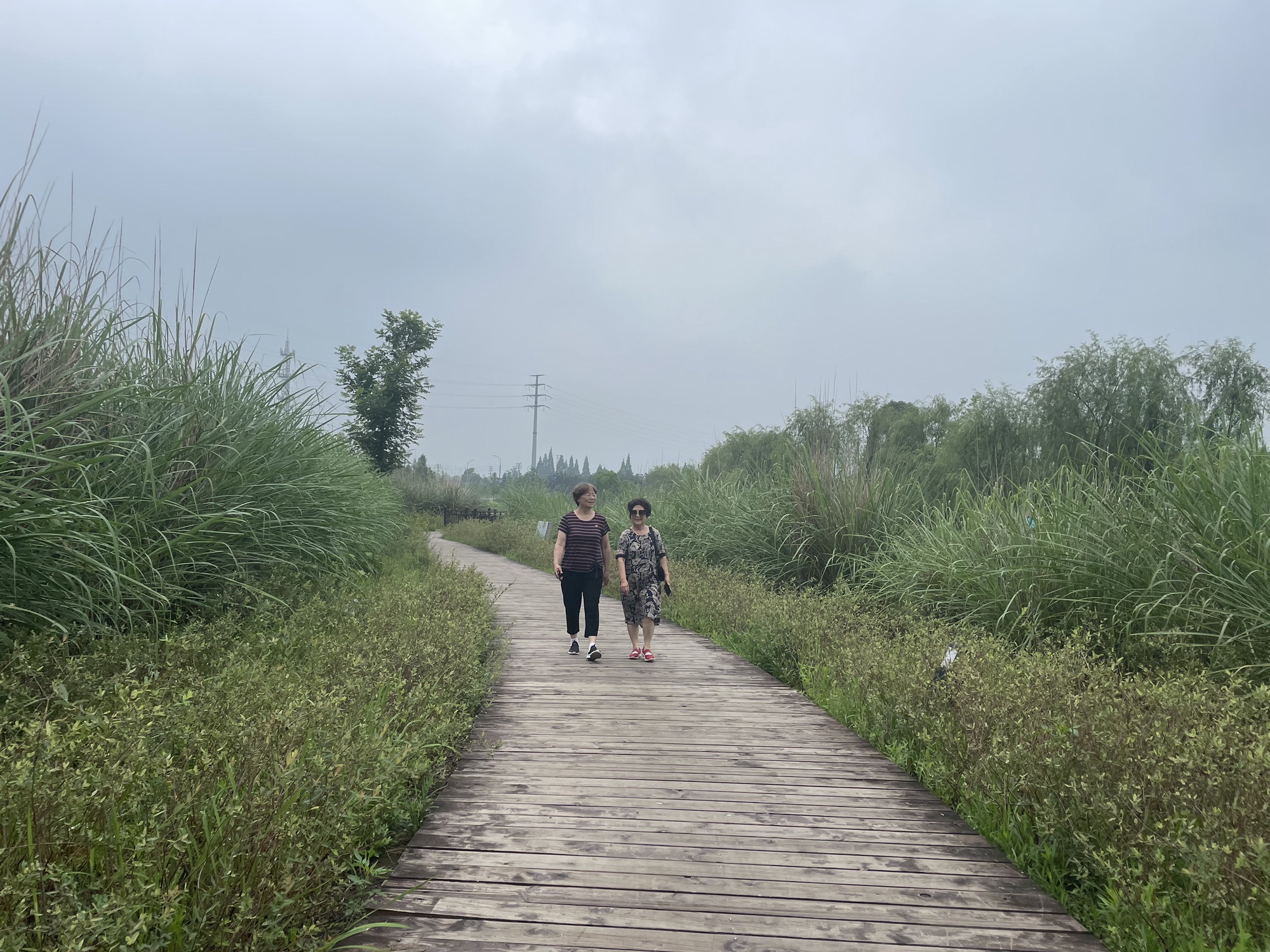 桐水湿地公园旅行图片 1