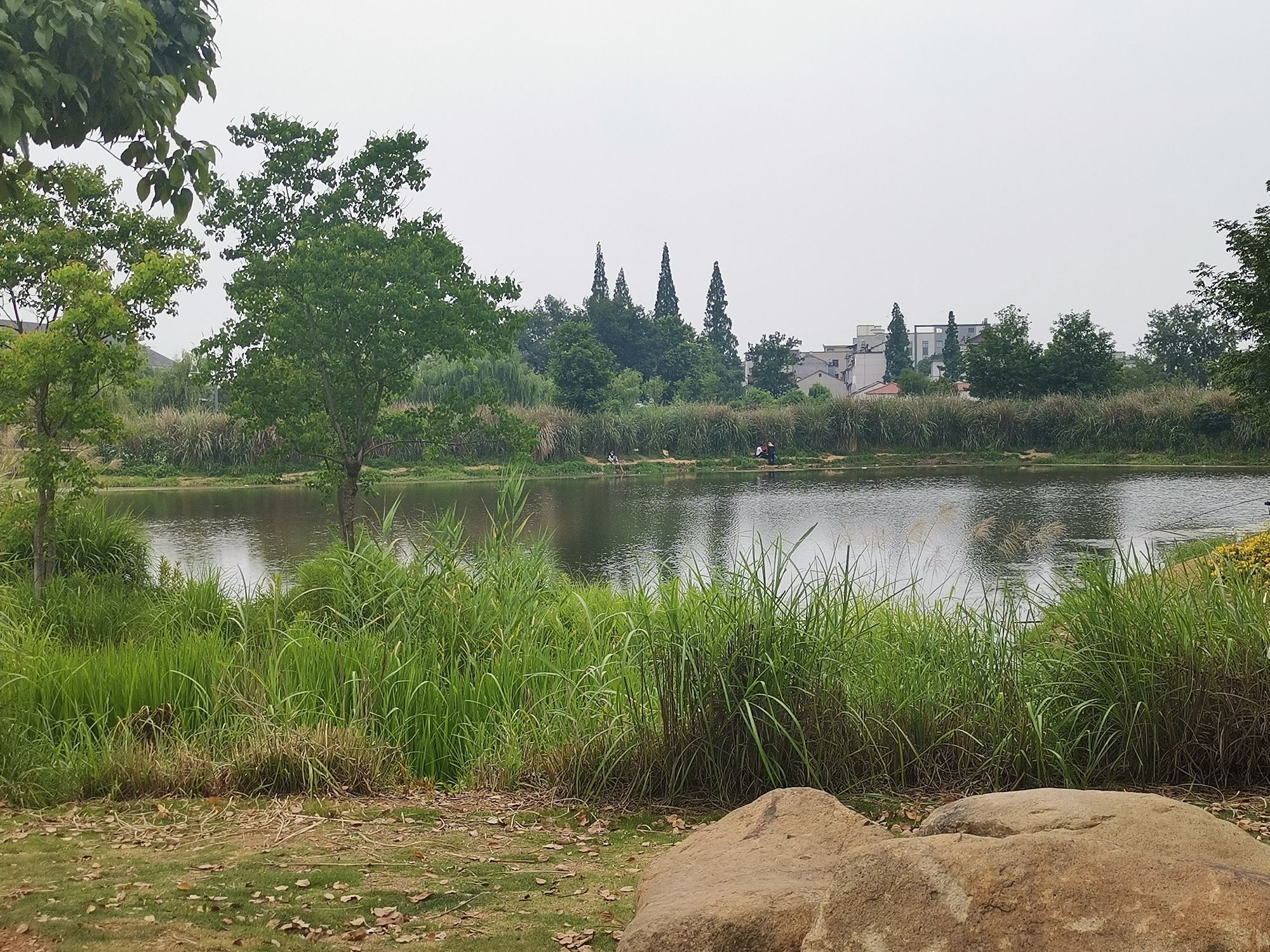 桐水湿地公园旅行图片 1