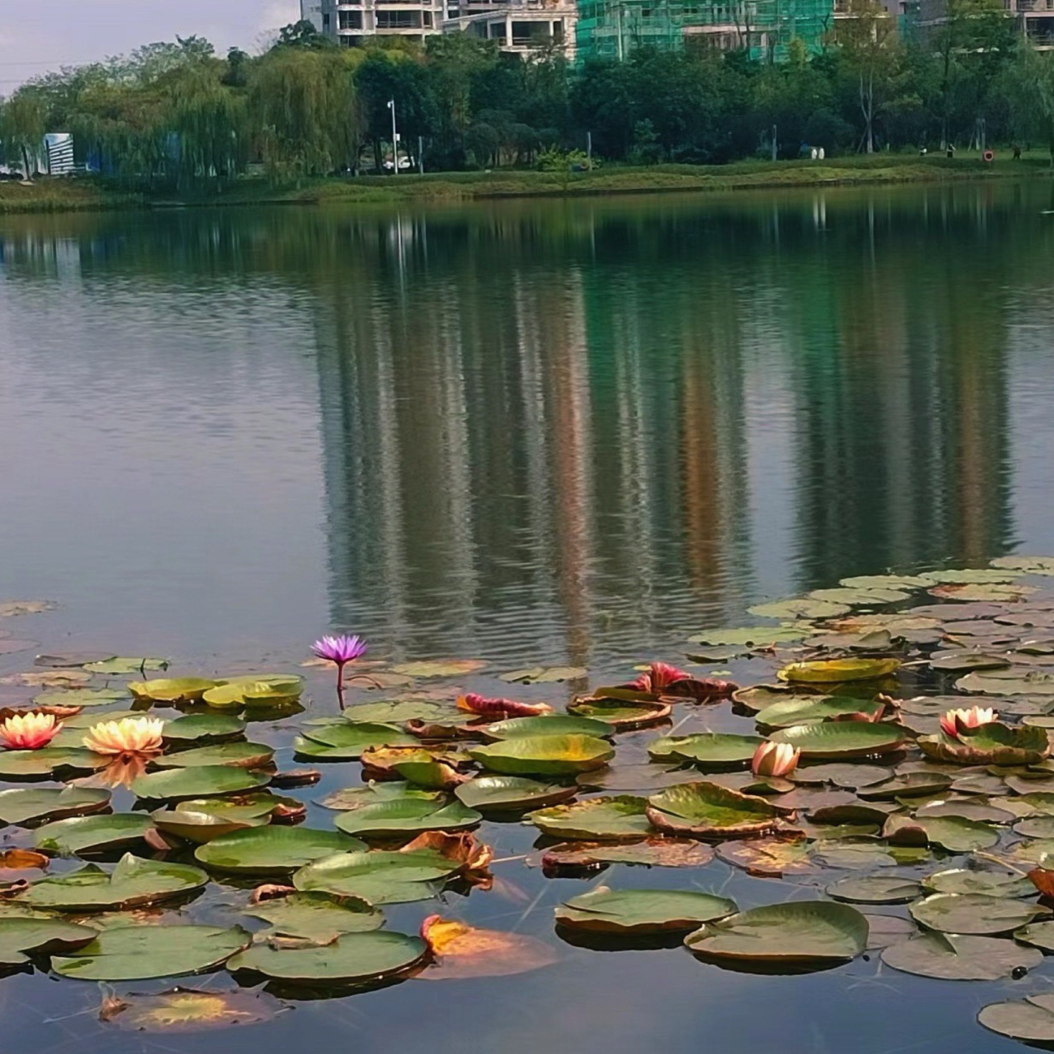 渔子溪湿地公园旅行图片 1