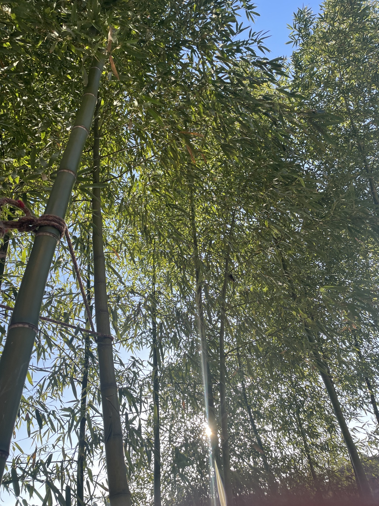 太行红叶风景区旅行图片 3