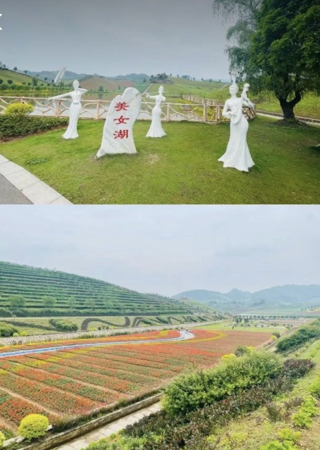茶乡花海景区旅行图片 3