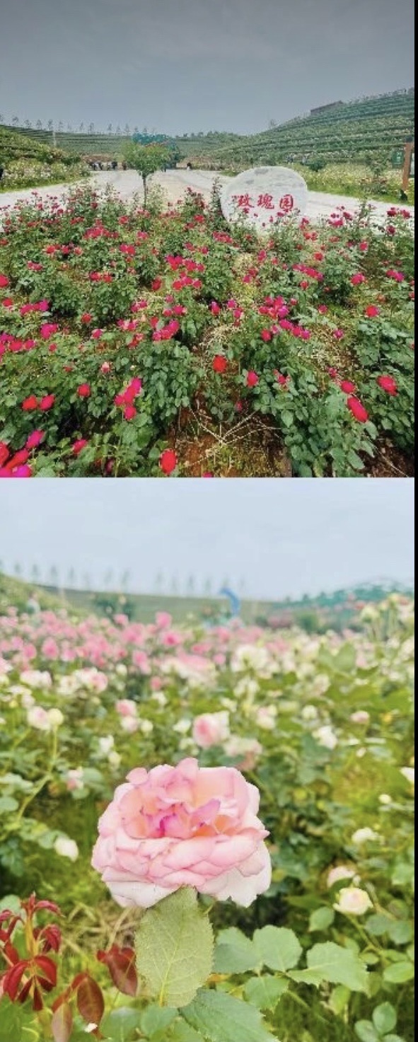 茶乡花海景区旅行图片 1
