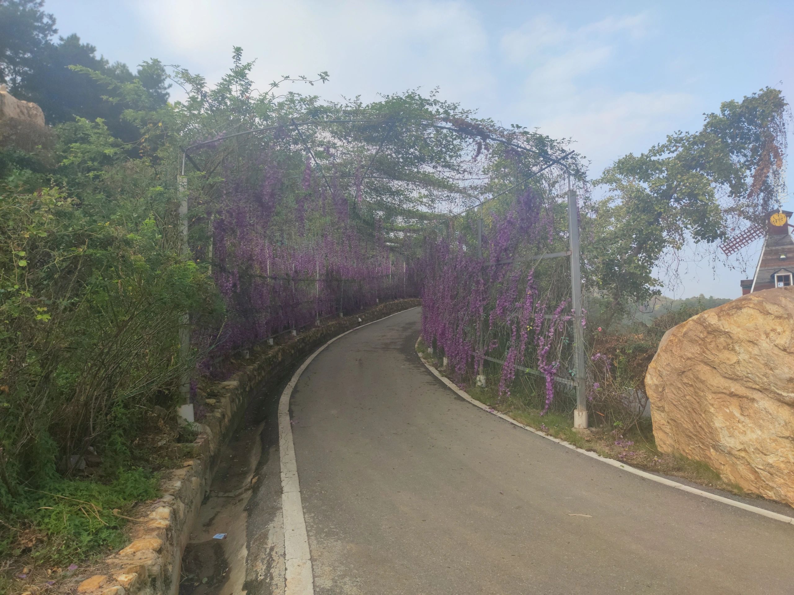 茶乡花海景区旅行图片 3