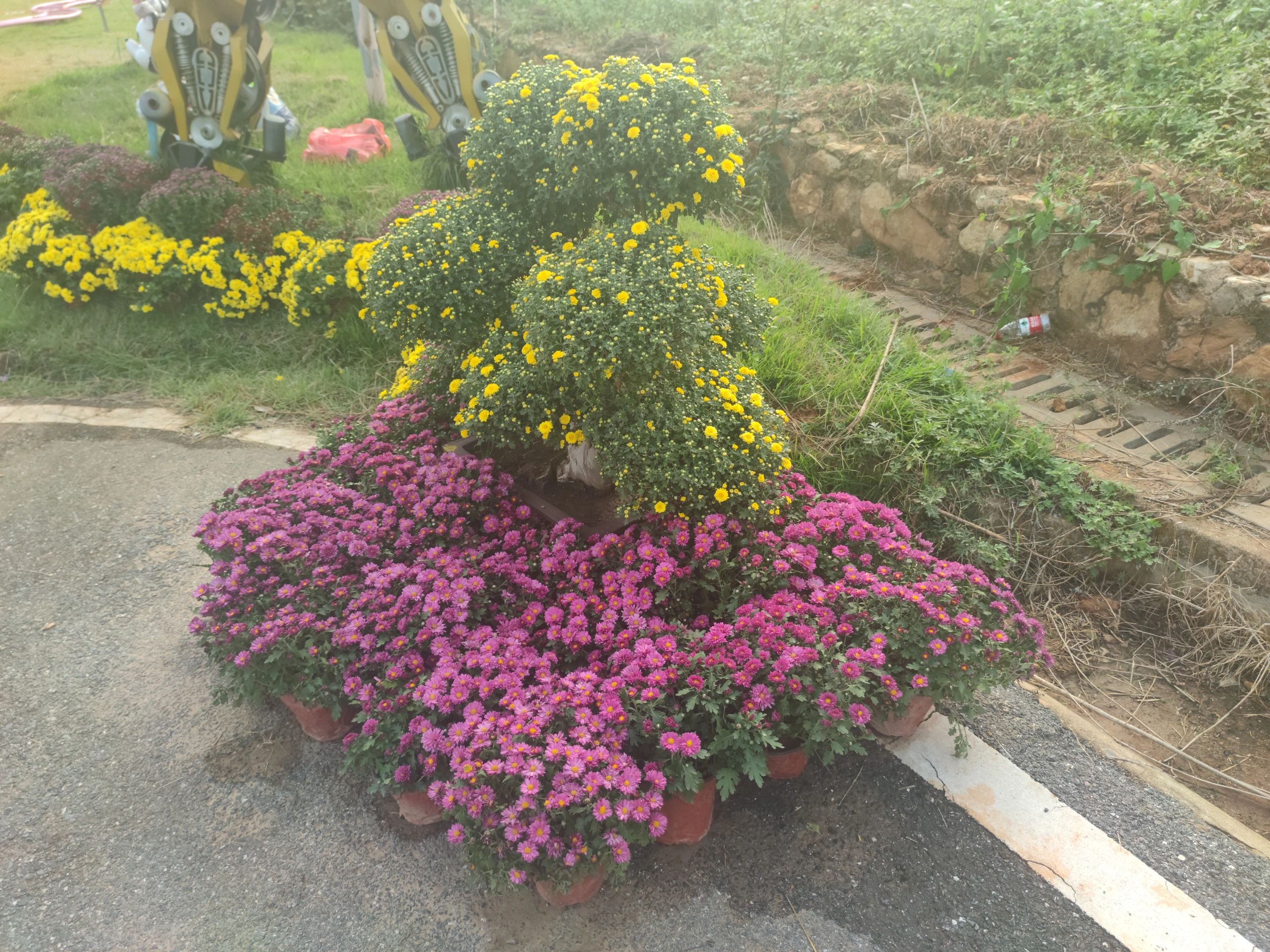 茶乡花海景区旅行图片 2