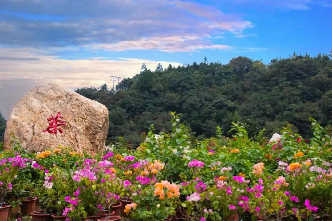 茶乡花海景区旅行图片 2