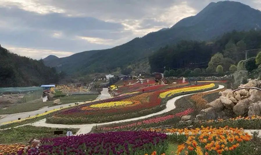 茶乡花海景区旅行图片 3