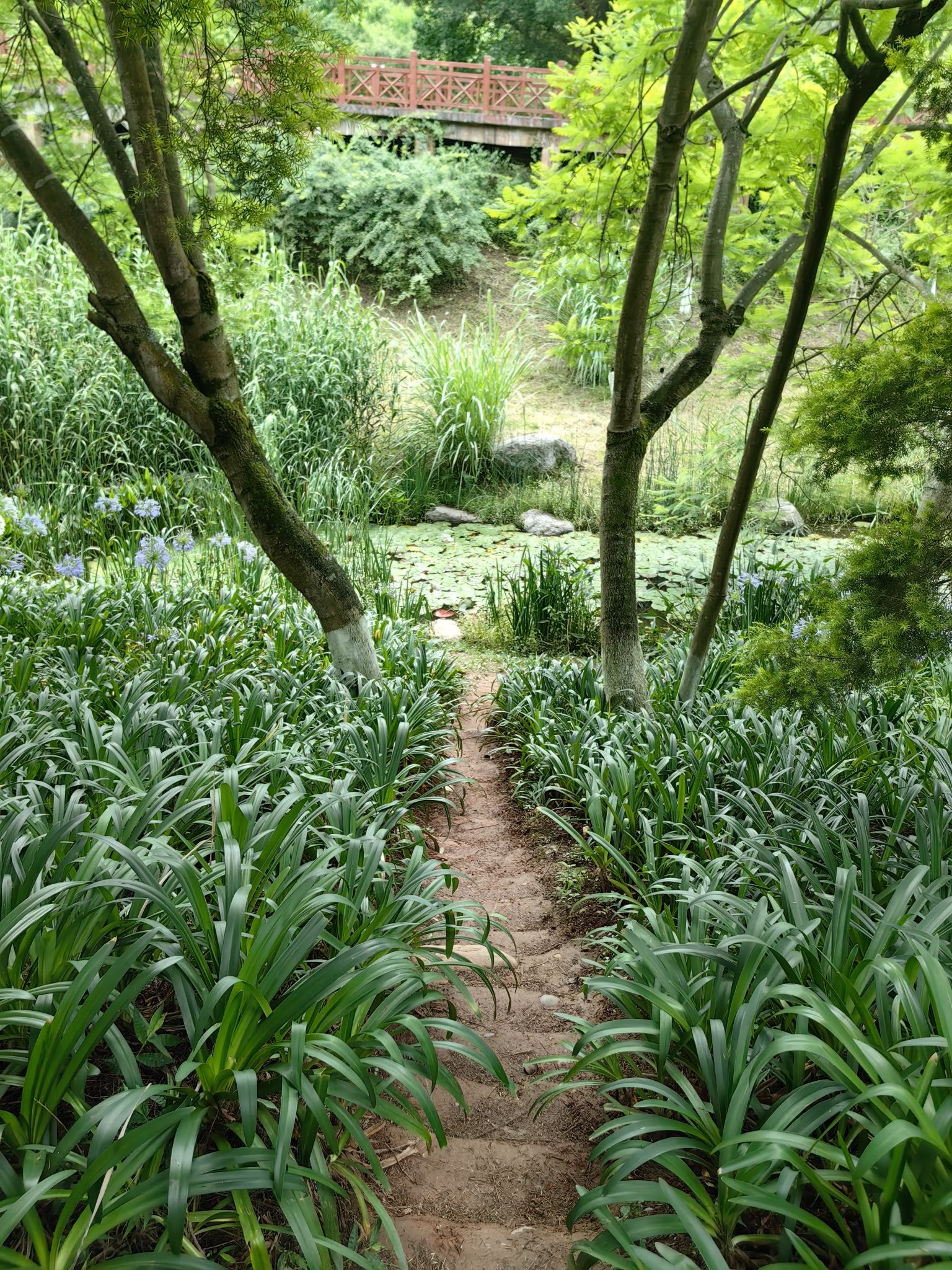 嘉州绿心公园芦山湿地